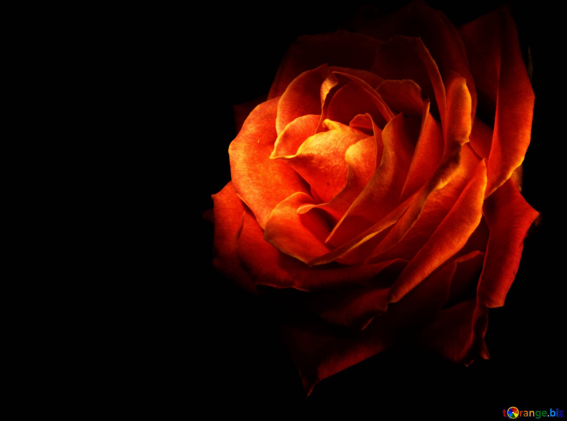 Download Free Picture Wallpaper Fire Rose On CC BY License Free