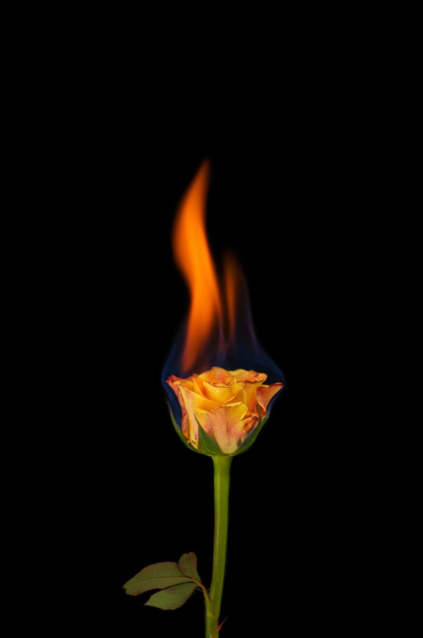 png. Rose on fire