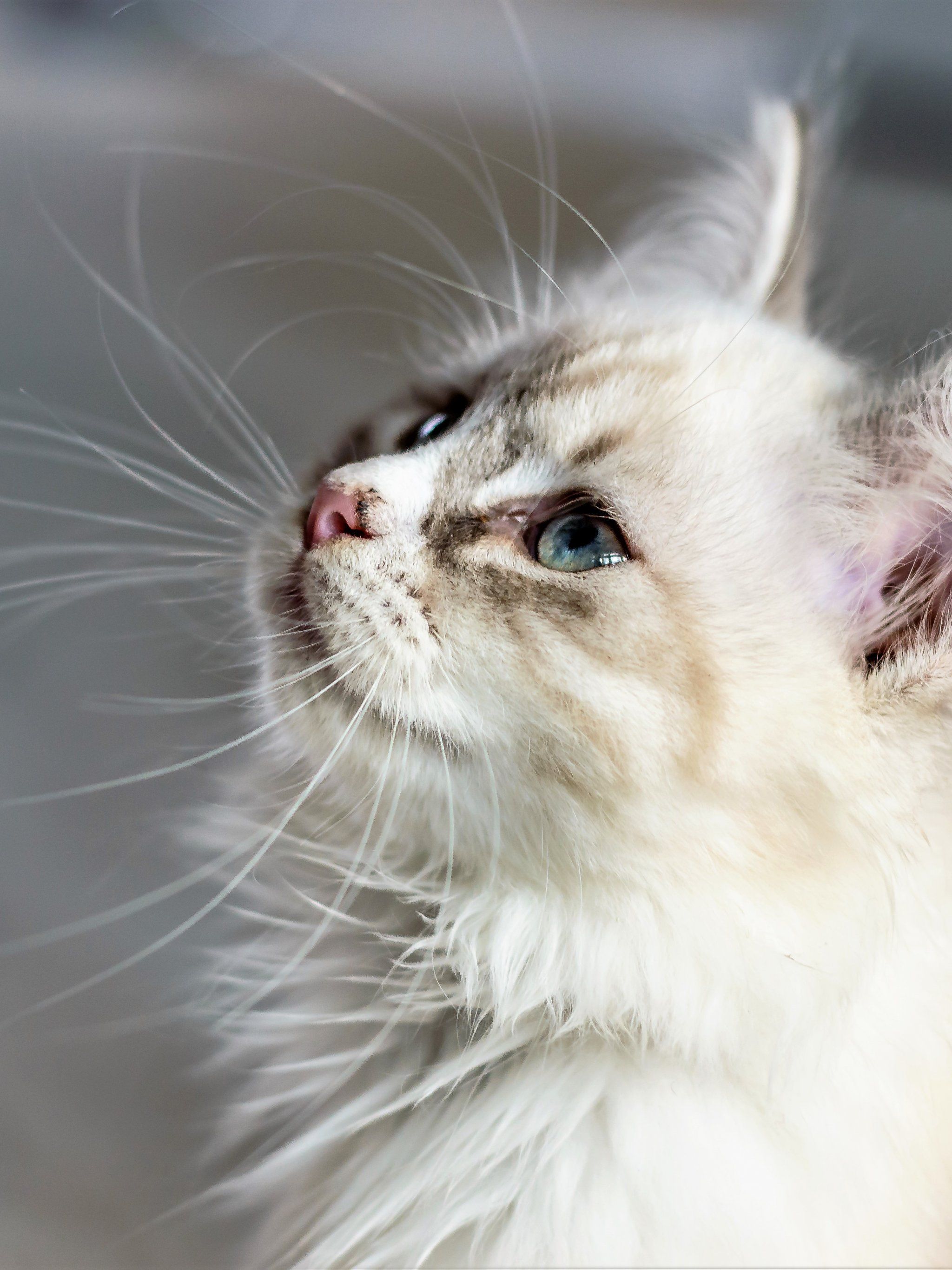 White Cat Wallpaper, Android & Desktop Background