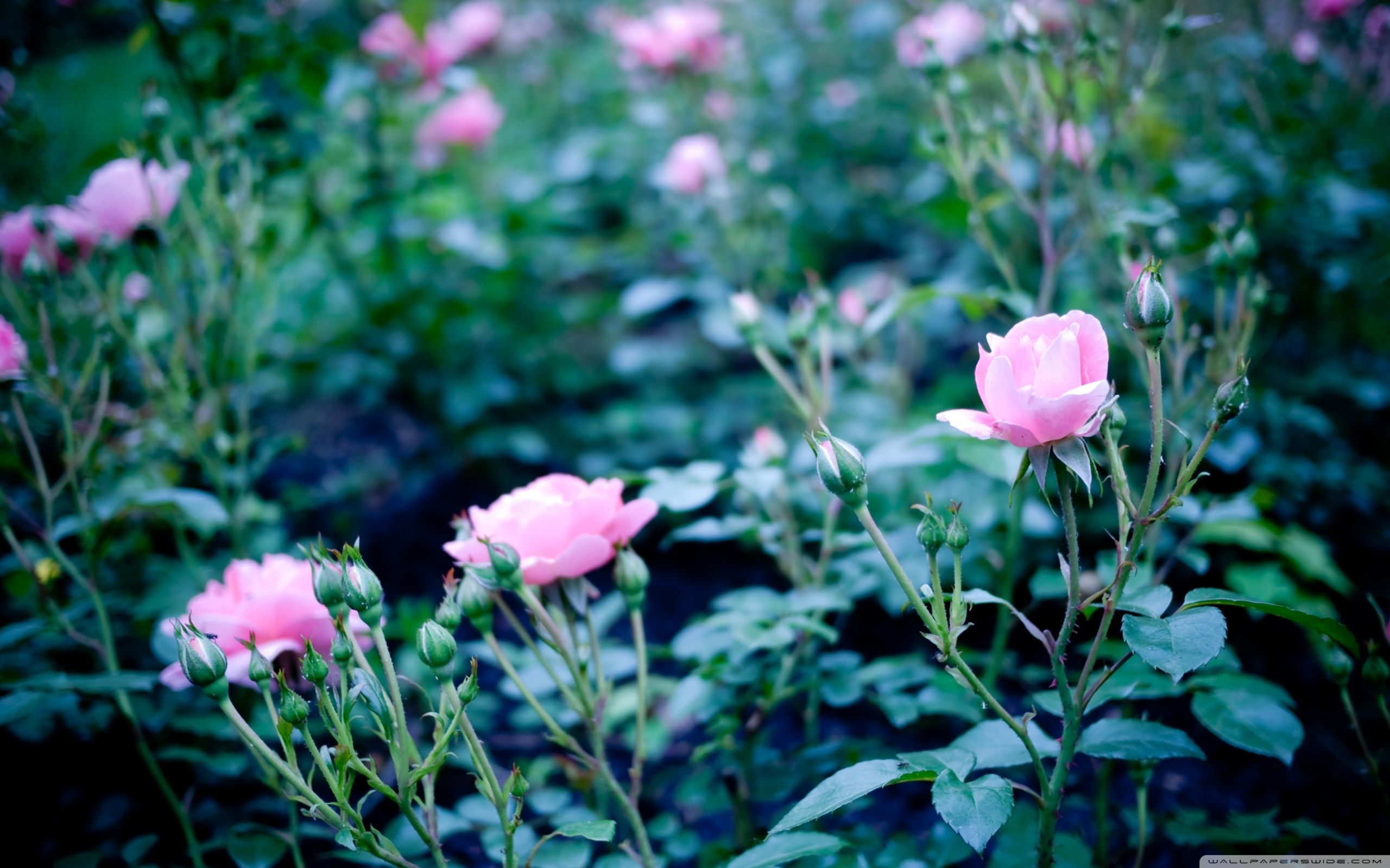 Pink Garden Roses MacBook Air Wallpaper Download