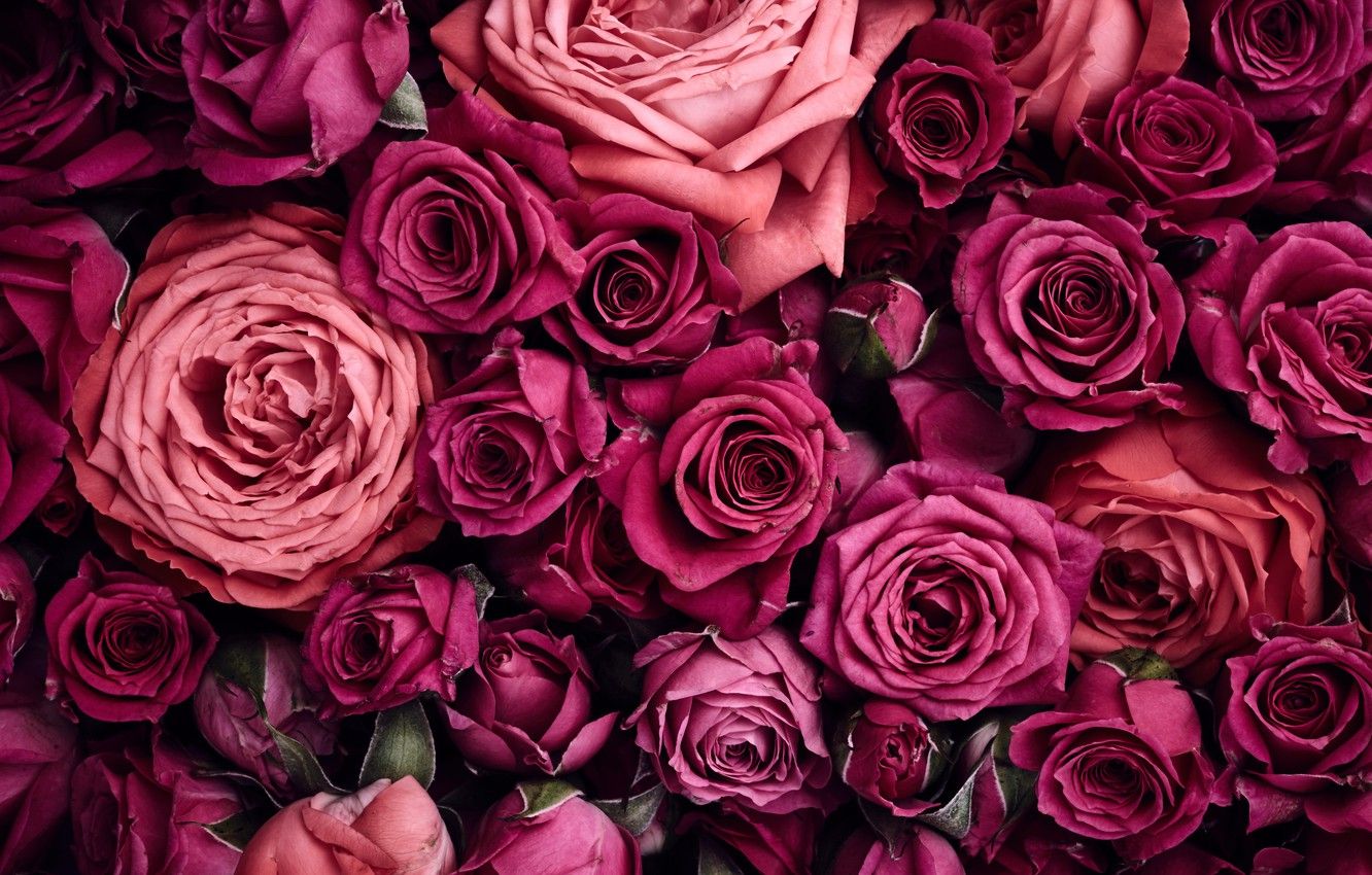 Wallpaper flowers, background, roses, pink, pink, flowers