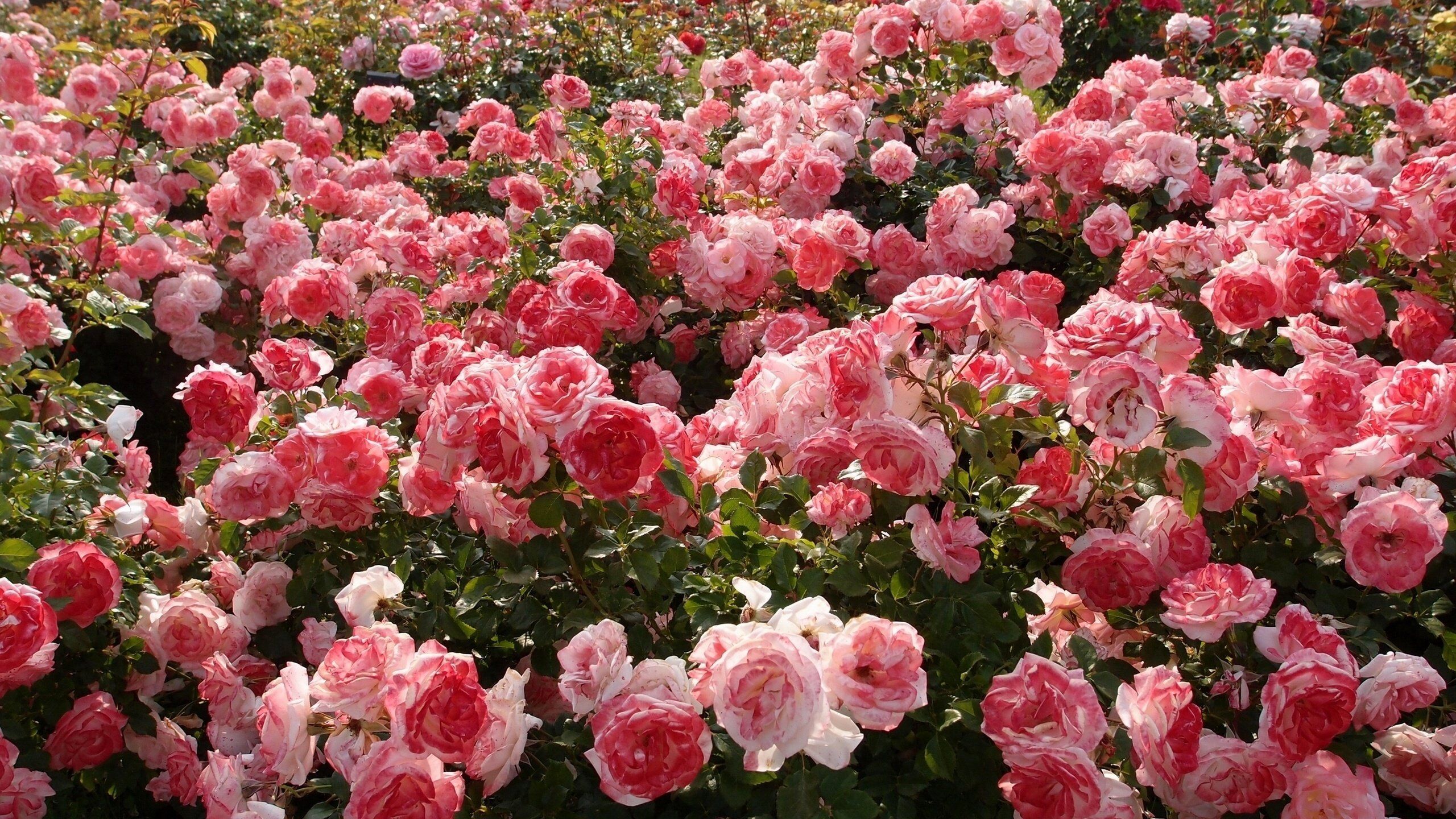Rose Gardens Wallpaper