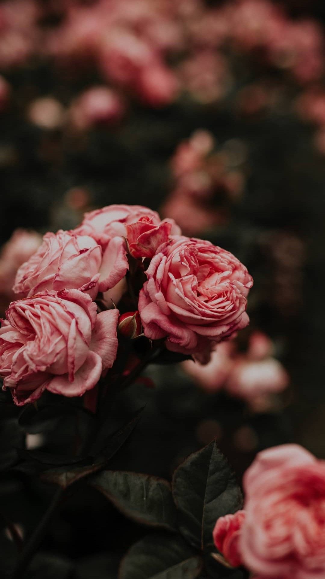 iPhone Wallpaper. Garden roses, Flower, Pink, Red, Rose, Petal