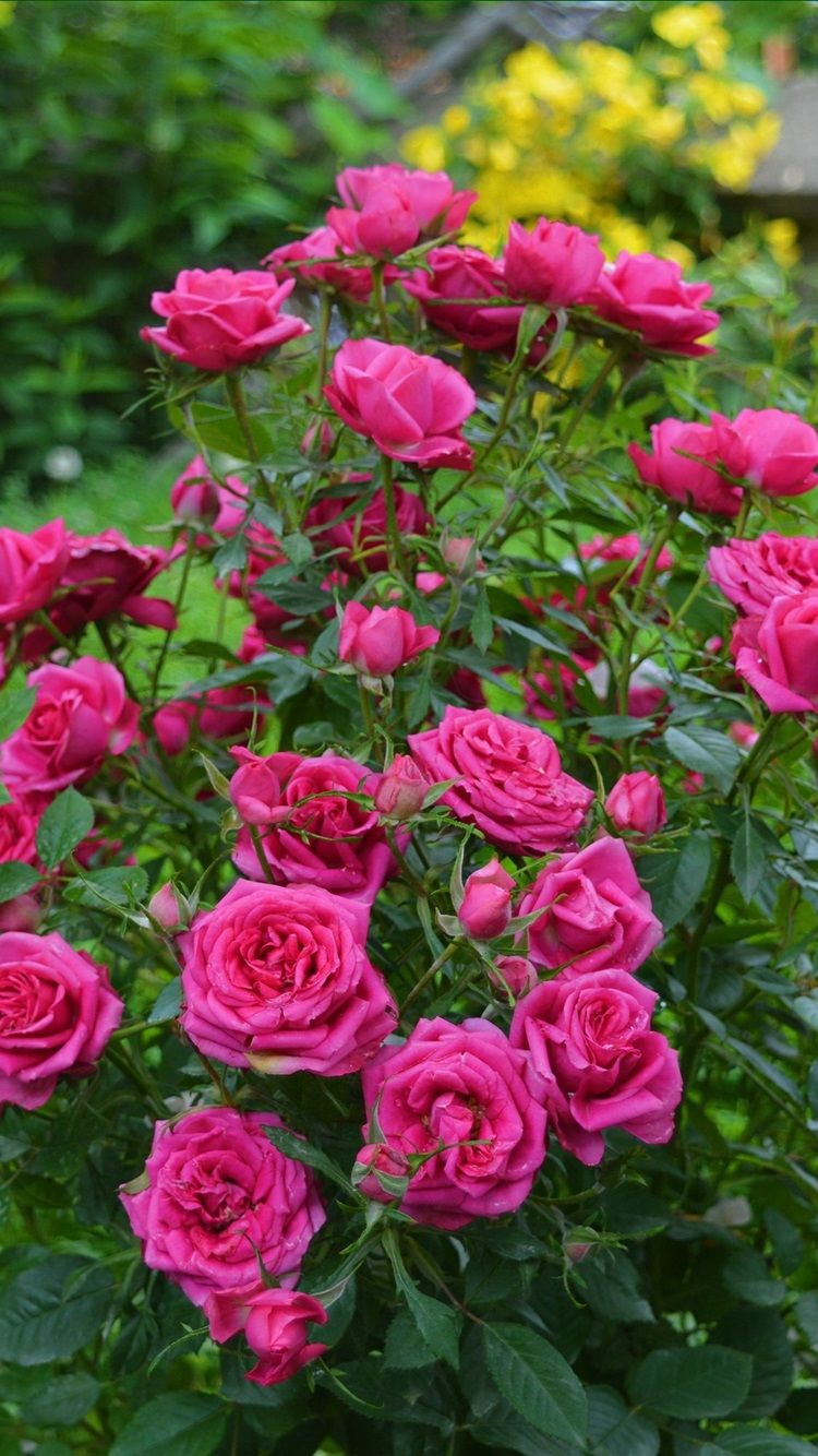 Pink Roses, Garden Flowers 750x1334 IPhone 8 7 6 6S Wallpaper