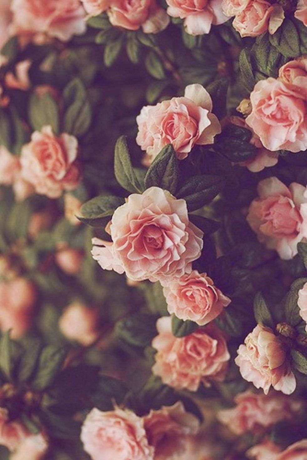 iPhone Wallpaper. Garden roses, Flower, Pink, Rose, Petal, Rose
