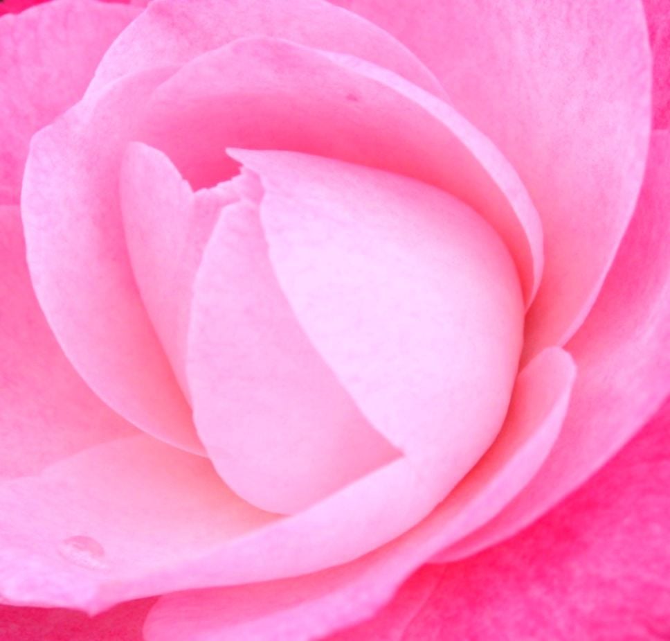 Pink Garden Roses Wallpapers - Wallpaper Cave