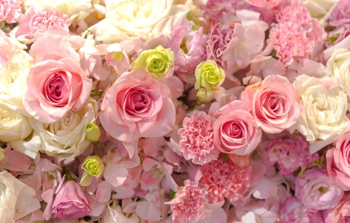 Wallpaper background, gentle, buds, pink, roses image for desktop