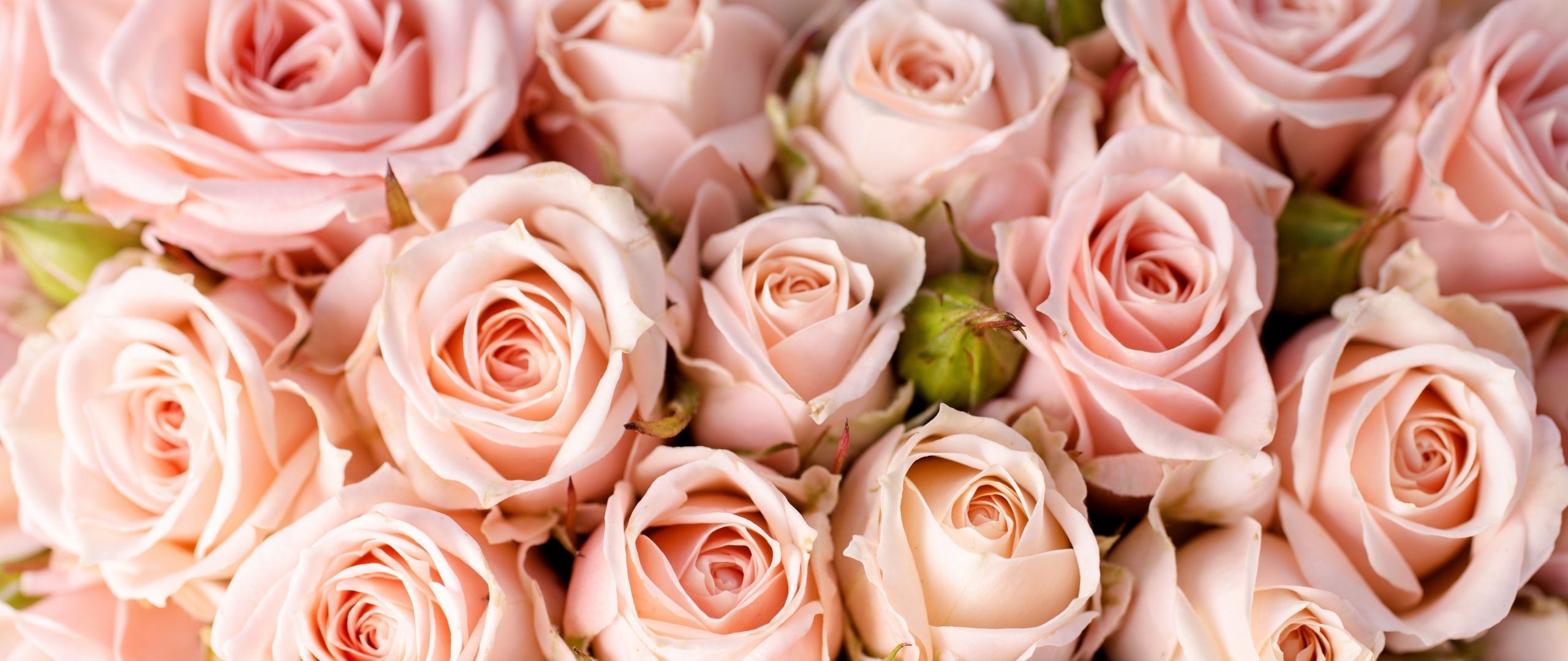 Download Roses, 5k, 4k wallpaper, 8k, flowers, pink Dual