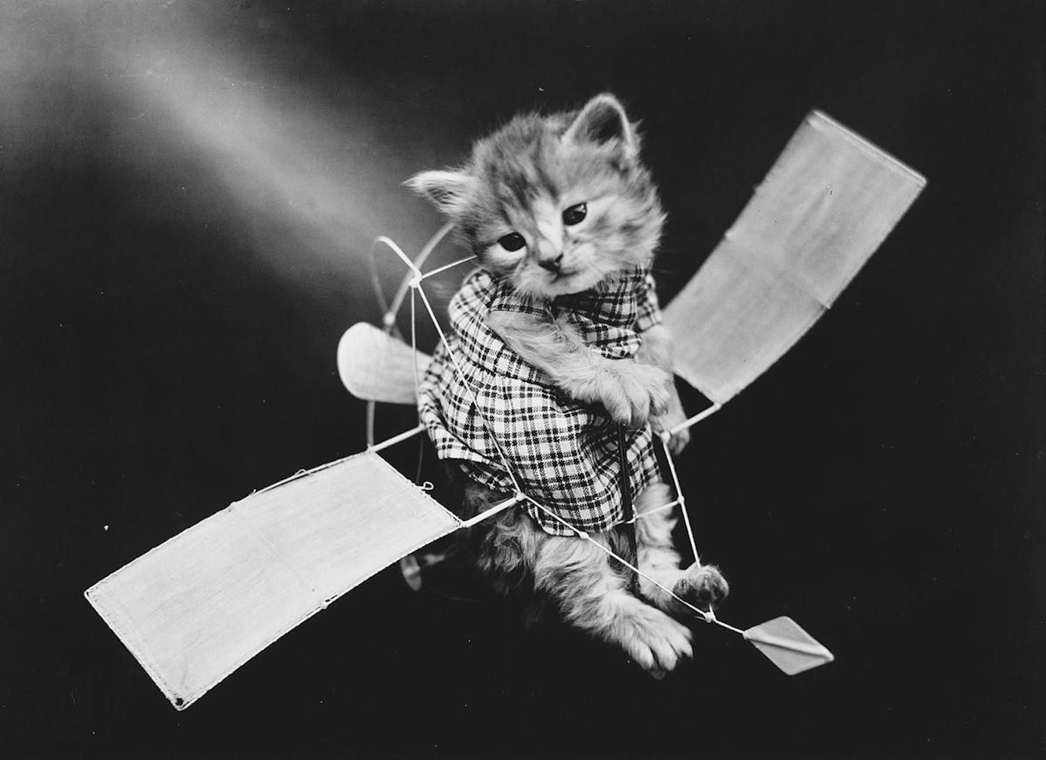 Cats and Dogs Dressed as People, 100 Years Ago