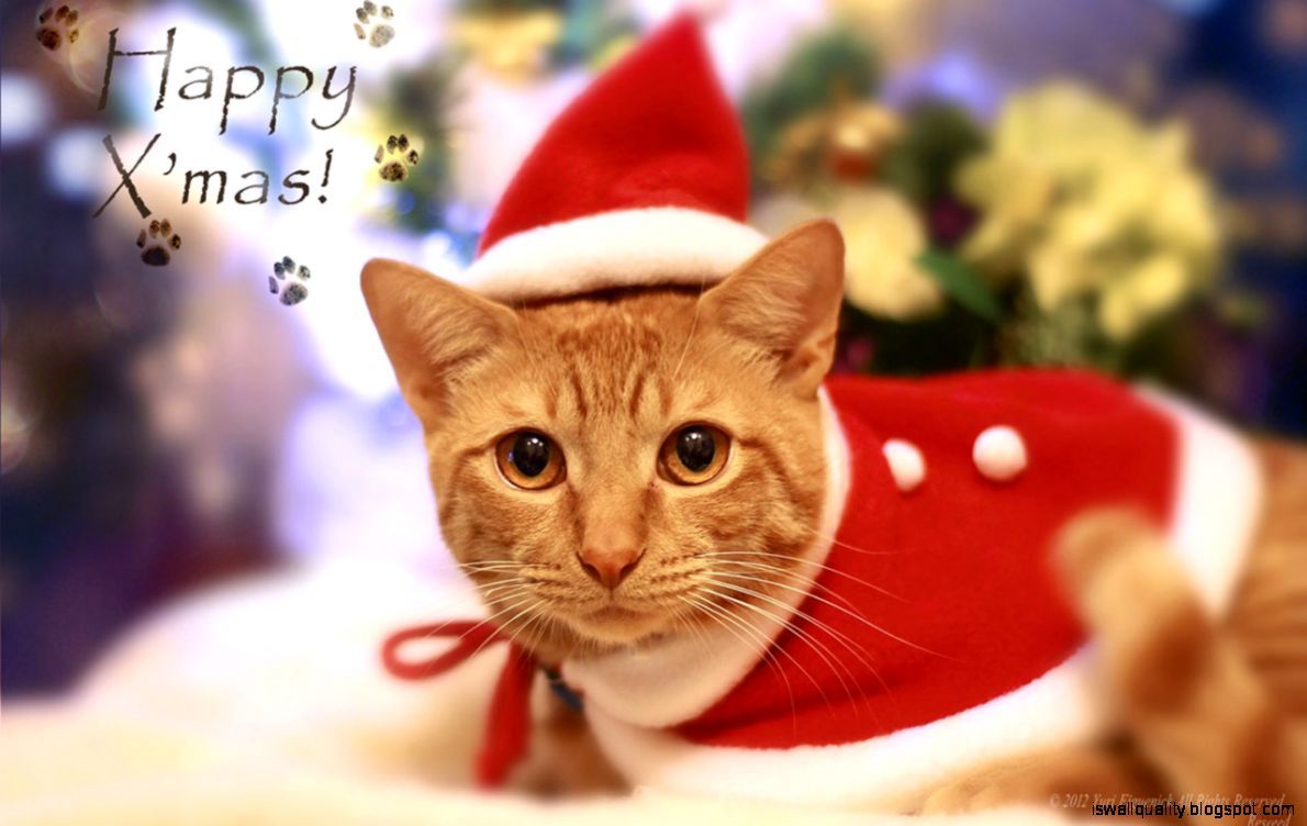 Cats Dressed Up For Christmas Wallpaper