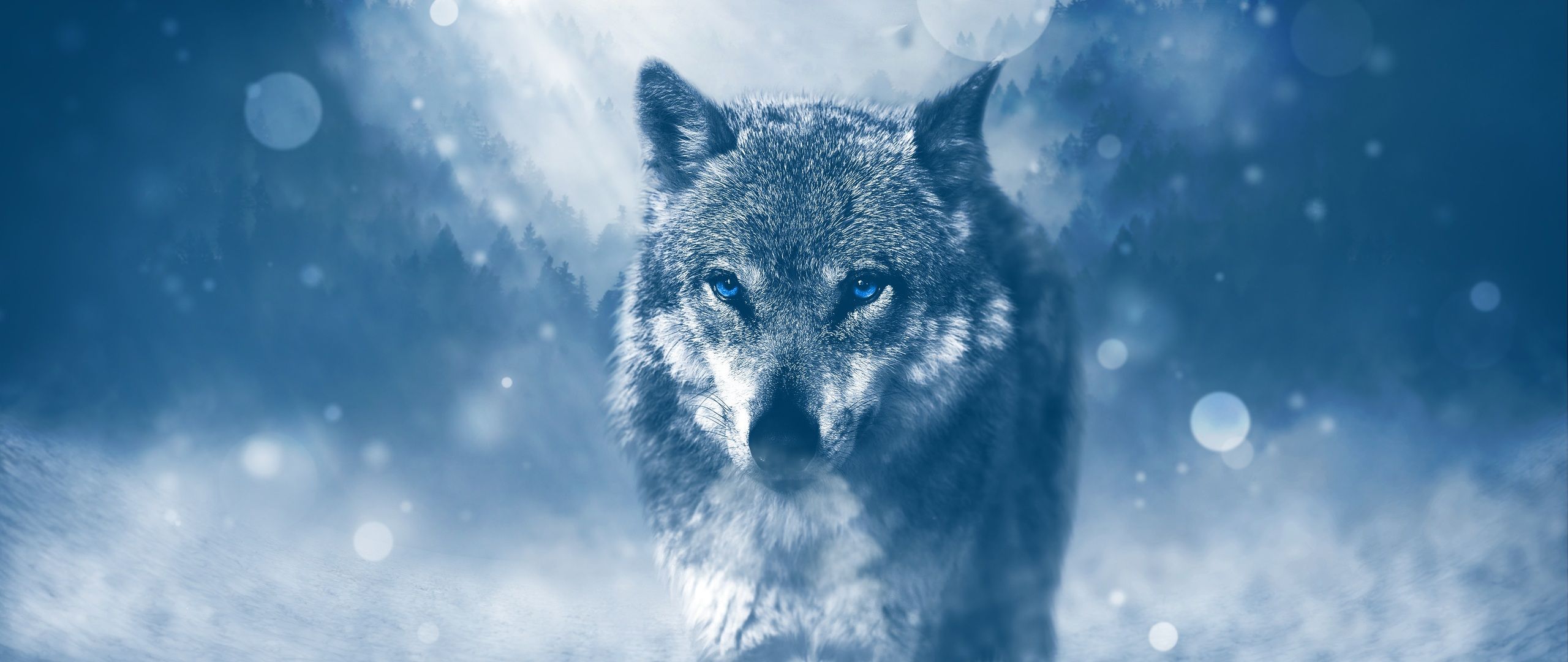 Blue Eyed Wolf 2560x1080 Resolution HD 4k Wallpaper