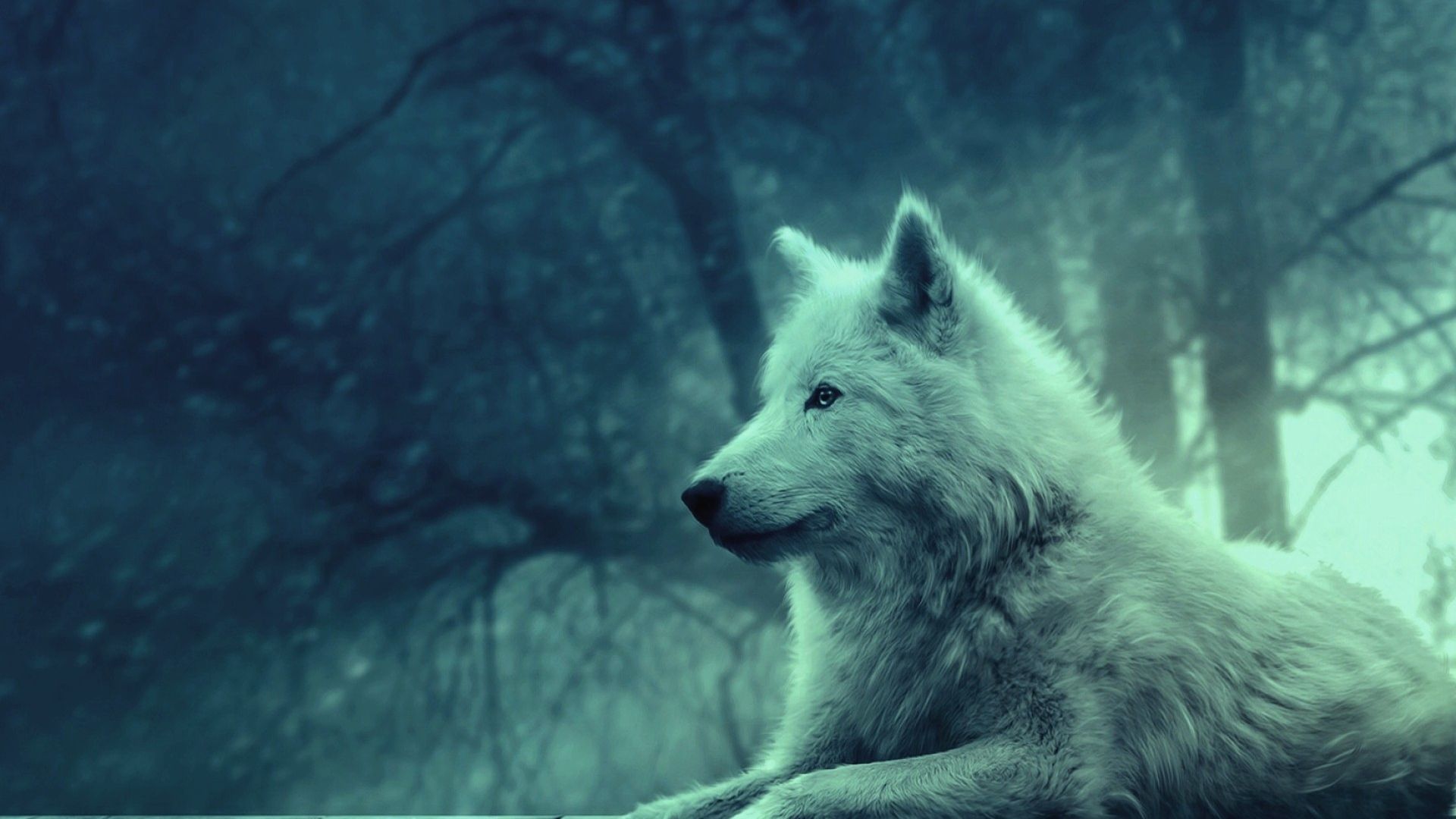 Wolf Wallpaper and Background Image