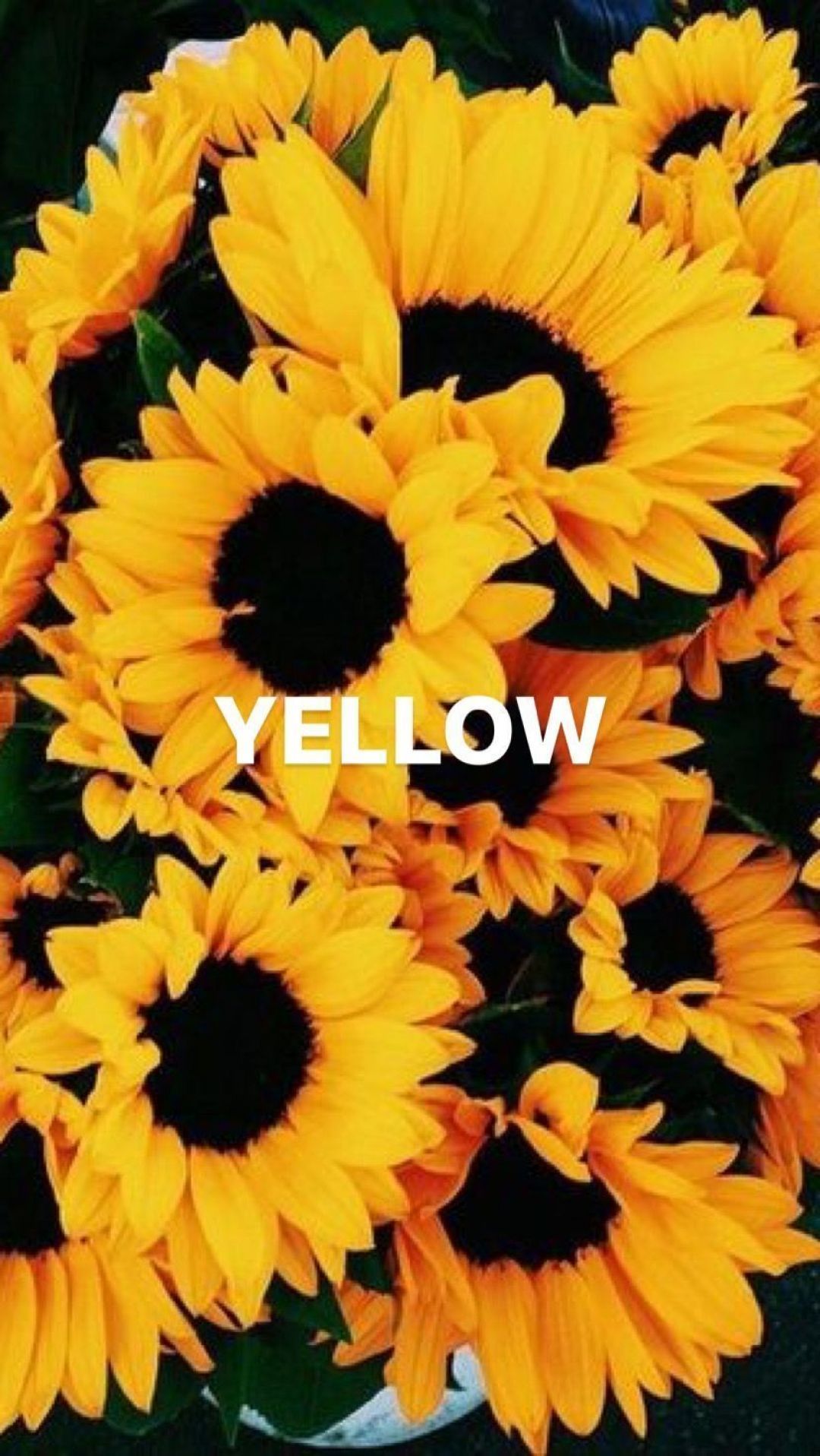 Yellow Sunflower Aesthetic Wallpaper Free Yellow Sunflower