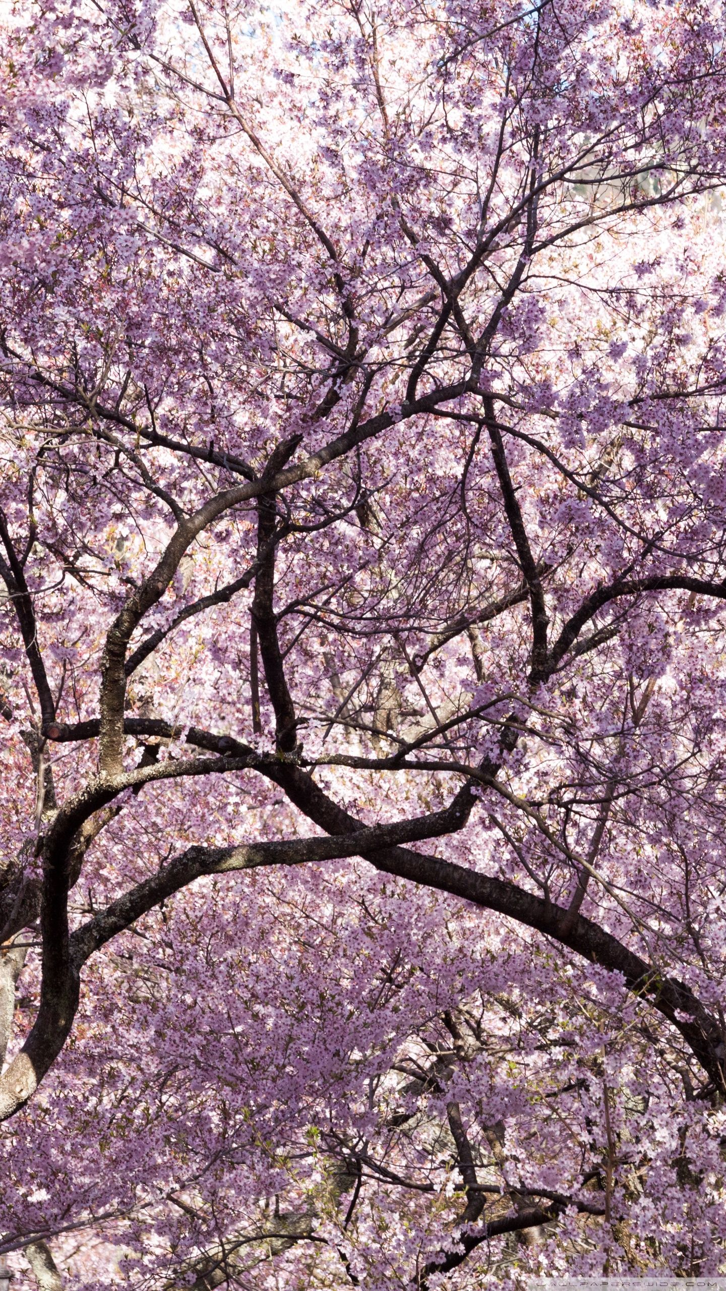 Pink Cherry Blossom Tree Japan Ultra HD Desktop Background