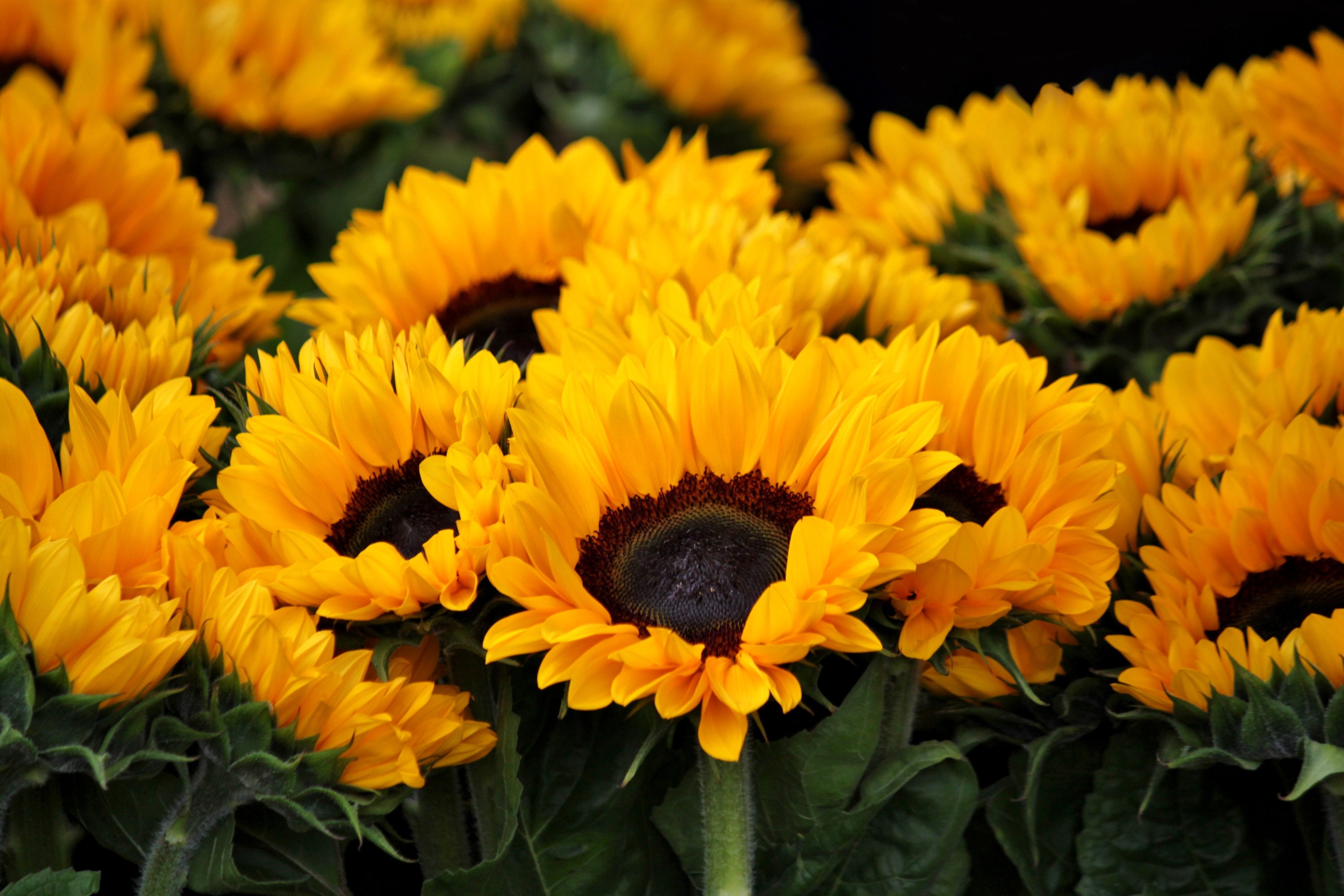 Yellow Aesthetic Sunflowers, iPhone, Desktop HD