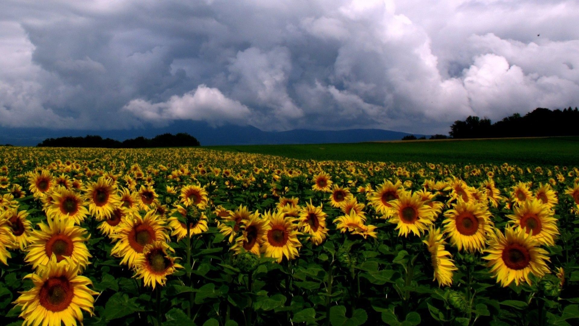 Nature, Sunflowers, 1080p, Flower Wallpaper Tumblr, Green