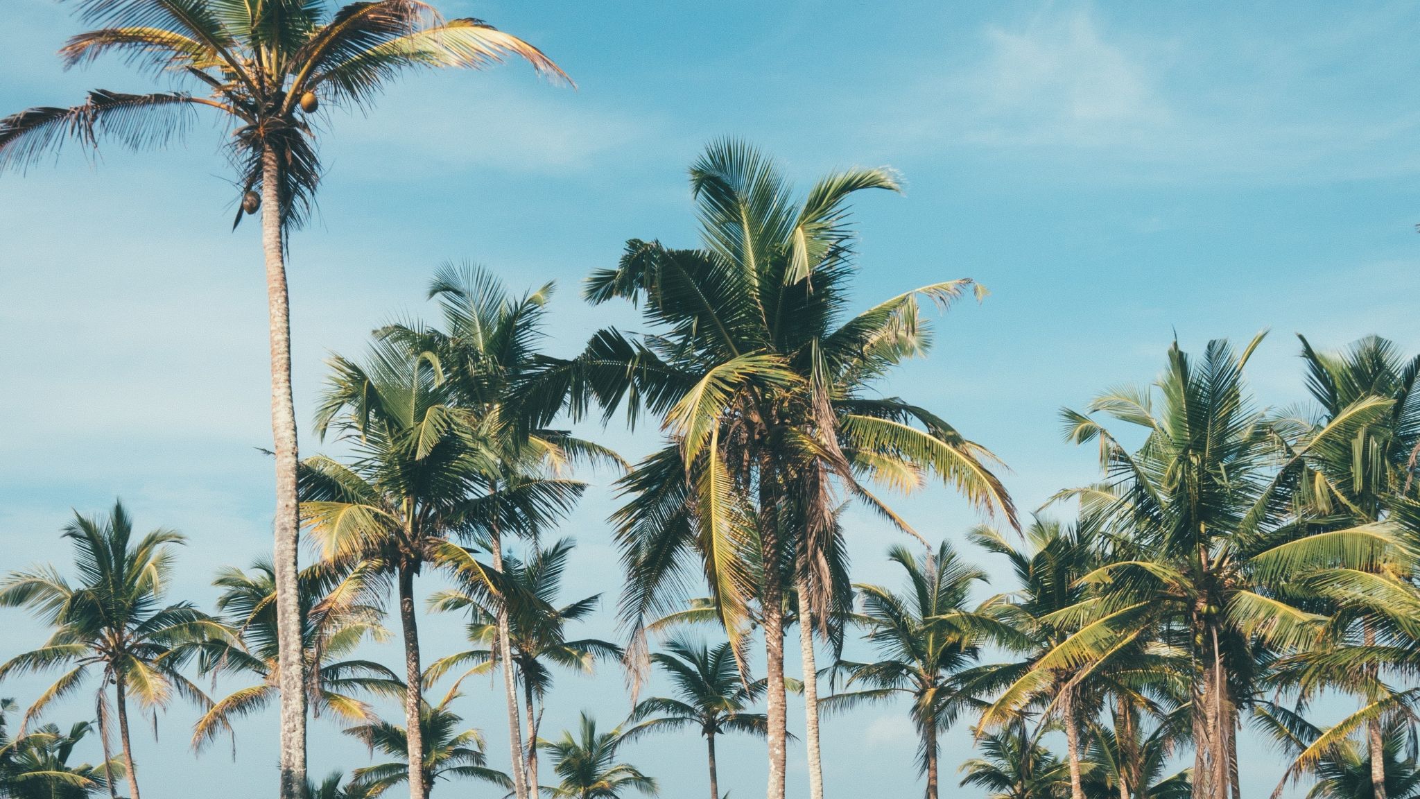 Download 2048x1152 wallpaper palm trees, beach, sunny day, dual