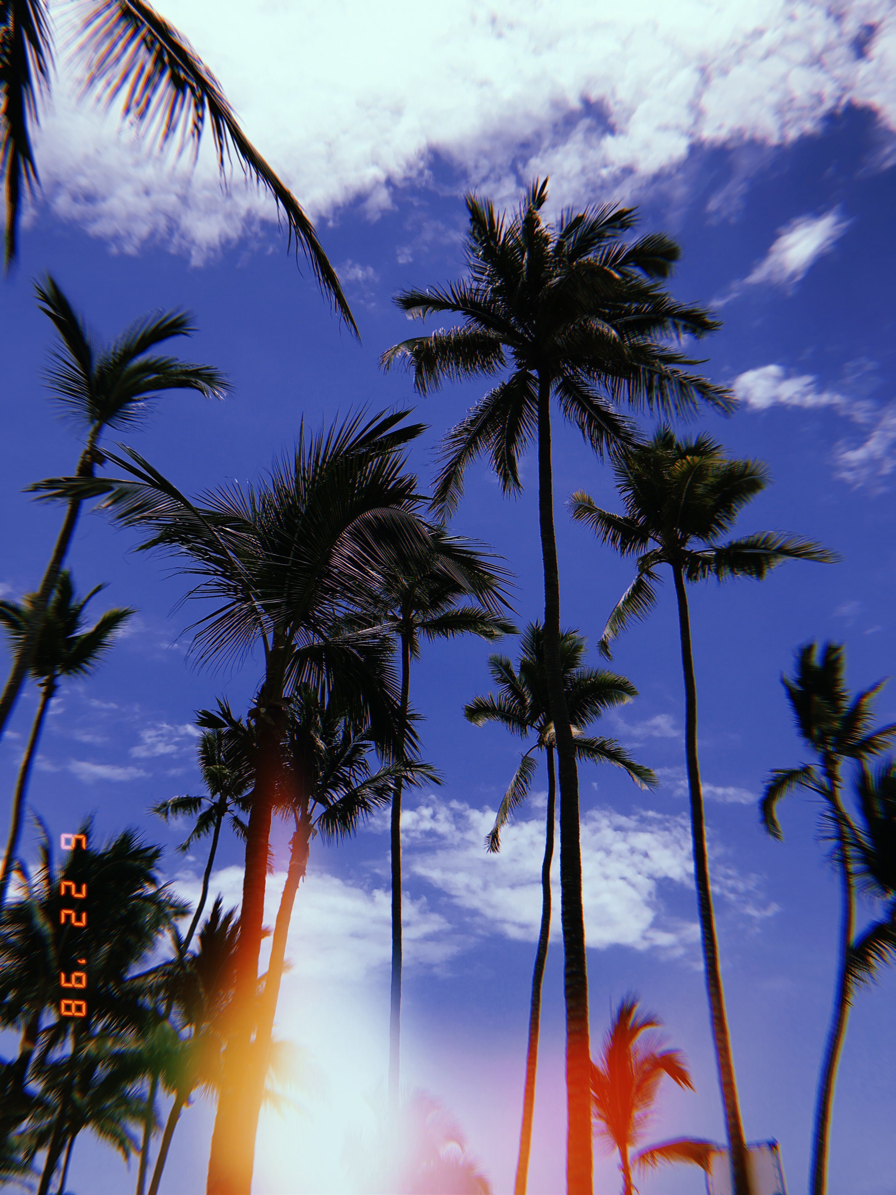 Palm Trees Wallpaper