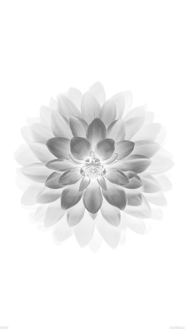 Apple White Lotus Iphone6 Plus Ios8 Flower