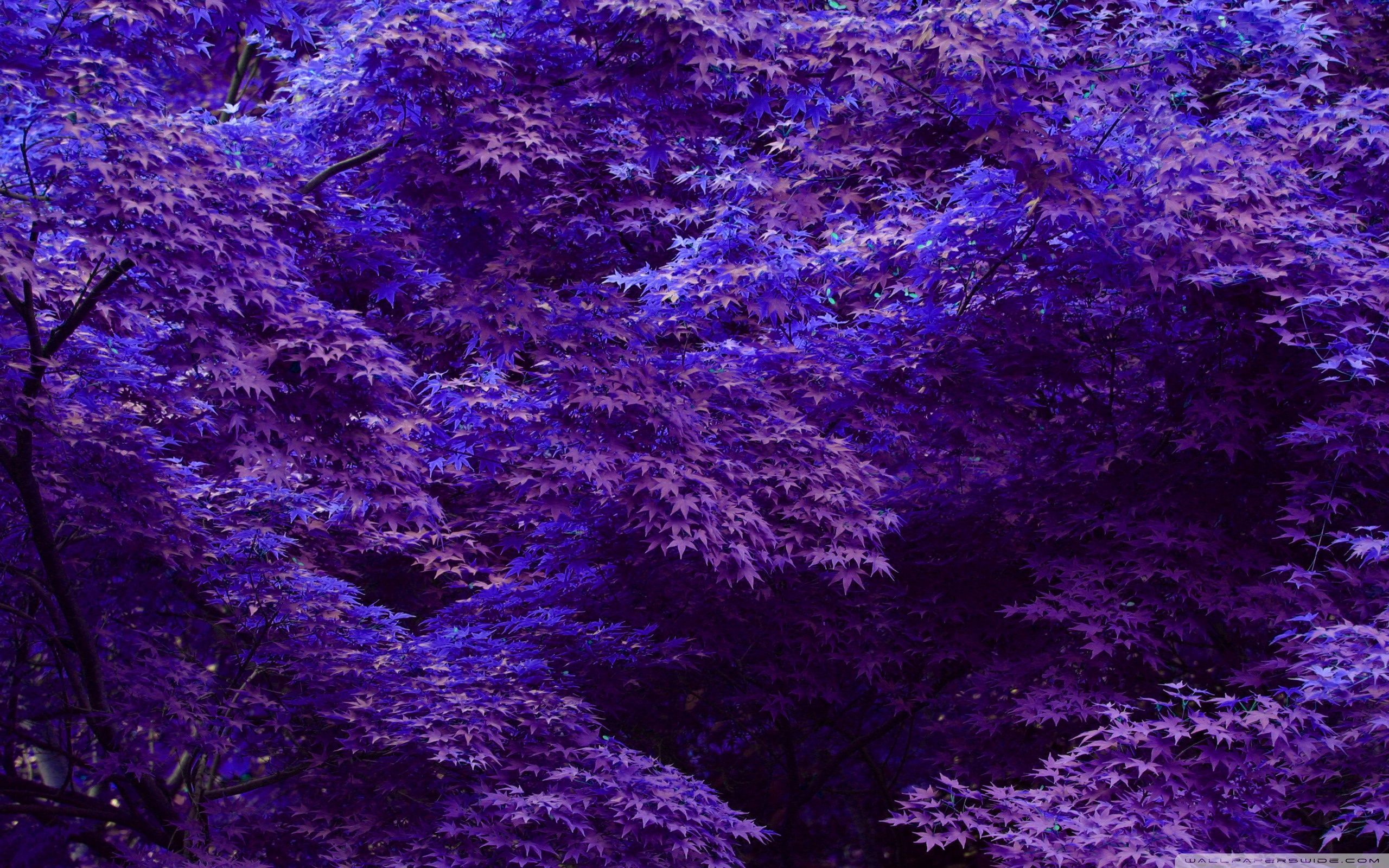 Purple Forest Wallpaper Free Purple Forest Background