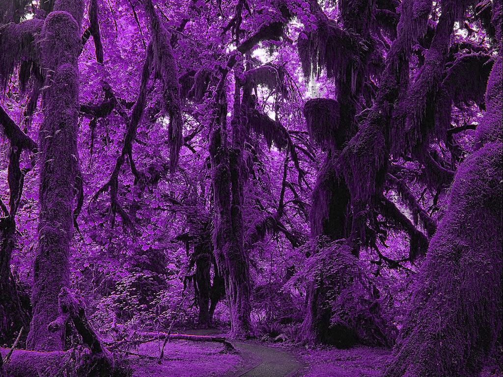Dark Purple Forest. Free PURPLE FOREST Wallpaper