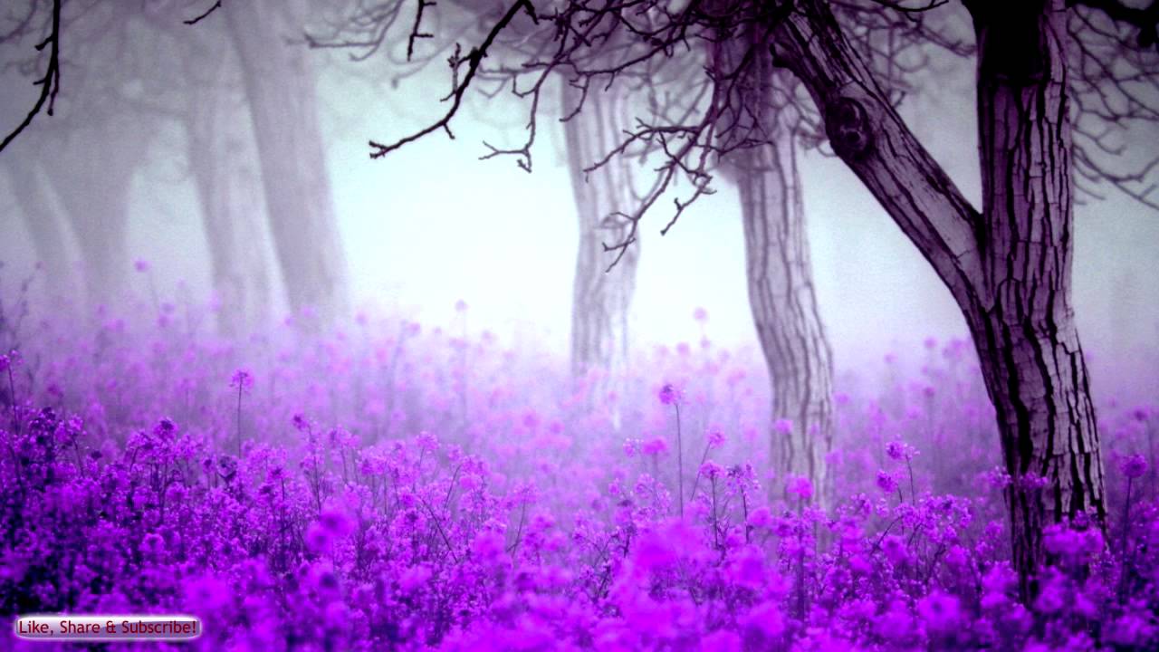 Best Sleep Music. Lavender Forest. Relaxing Music For Sleeping