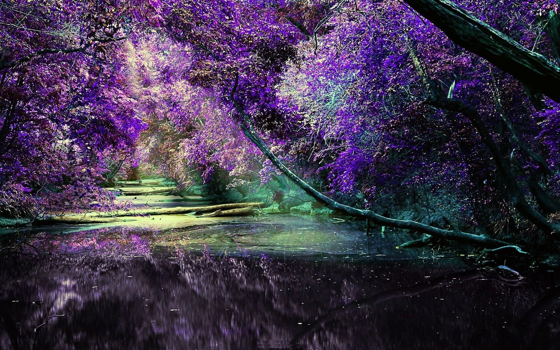Lilac Bushes Wallpaper