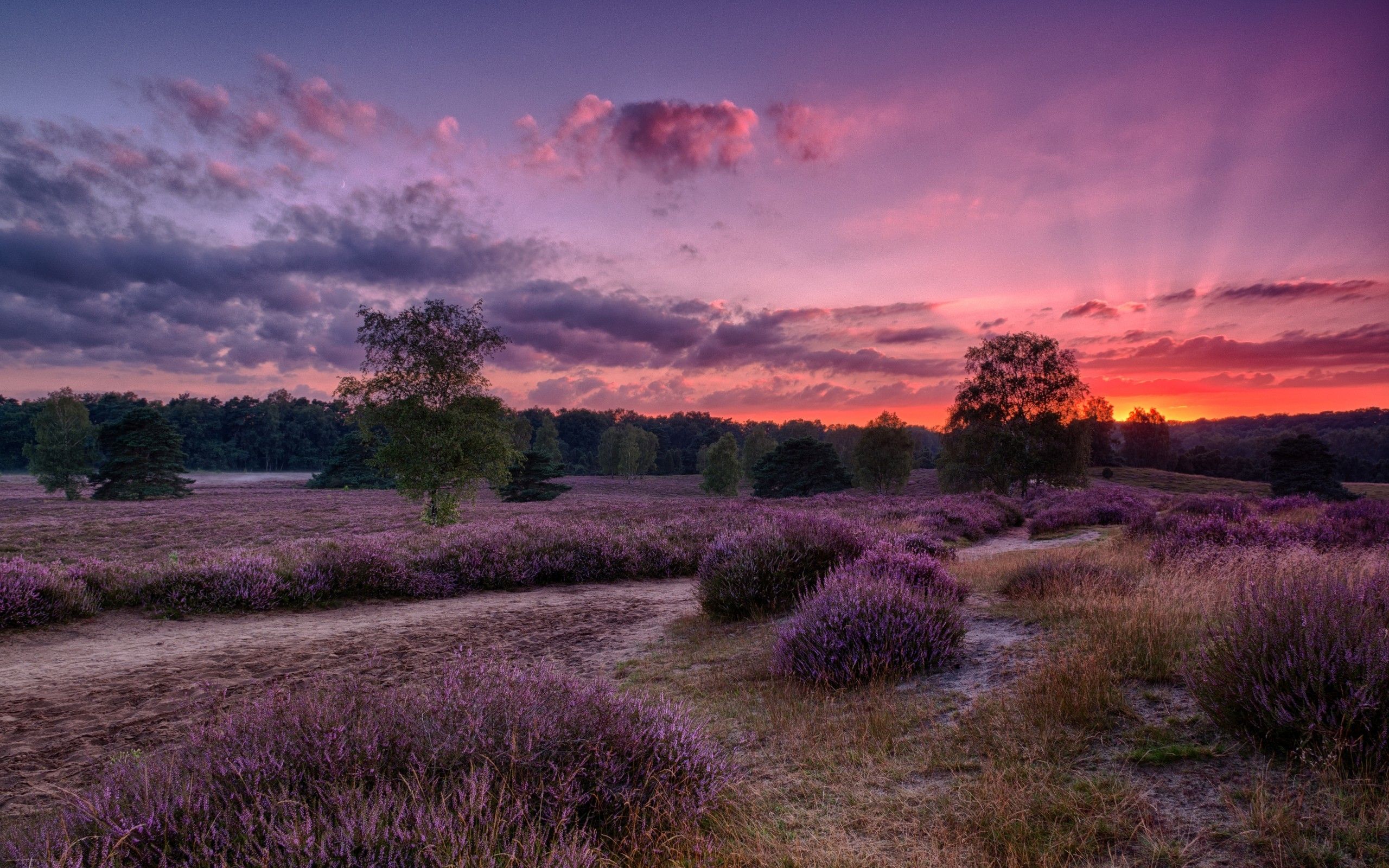 Download 2560x1600 Sunset, Field, Forest, Lavender Garden