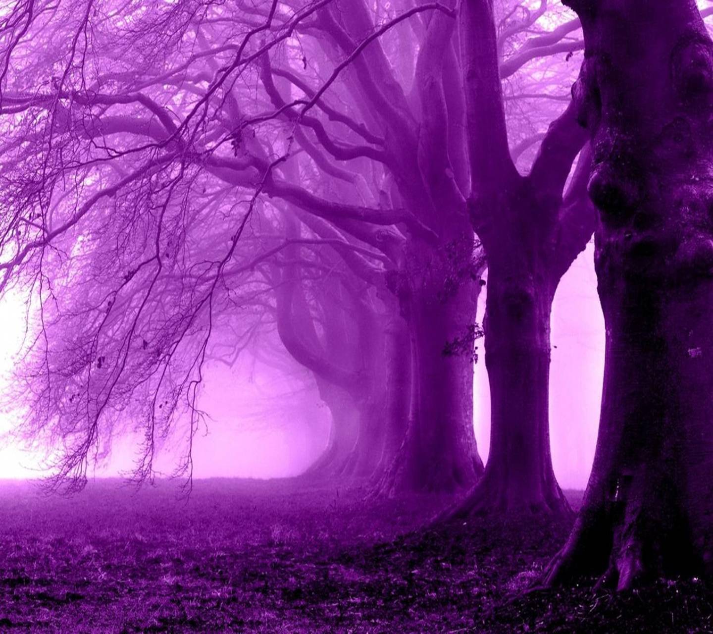 Purple Forest wallpaper