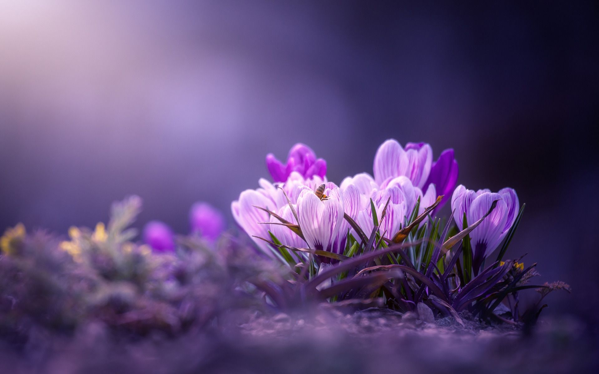 Download wallpaper pink crocuses, spring flowers, purple floral