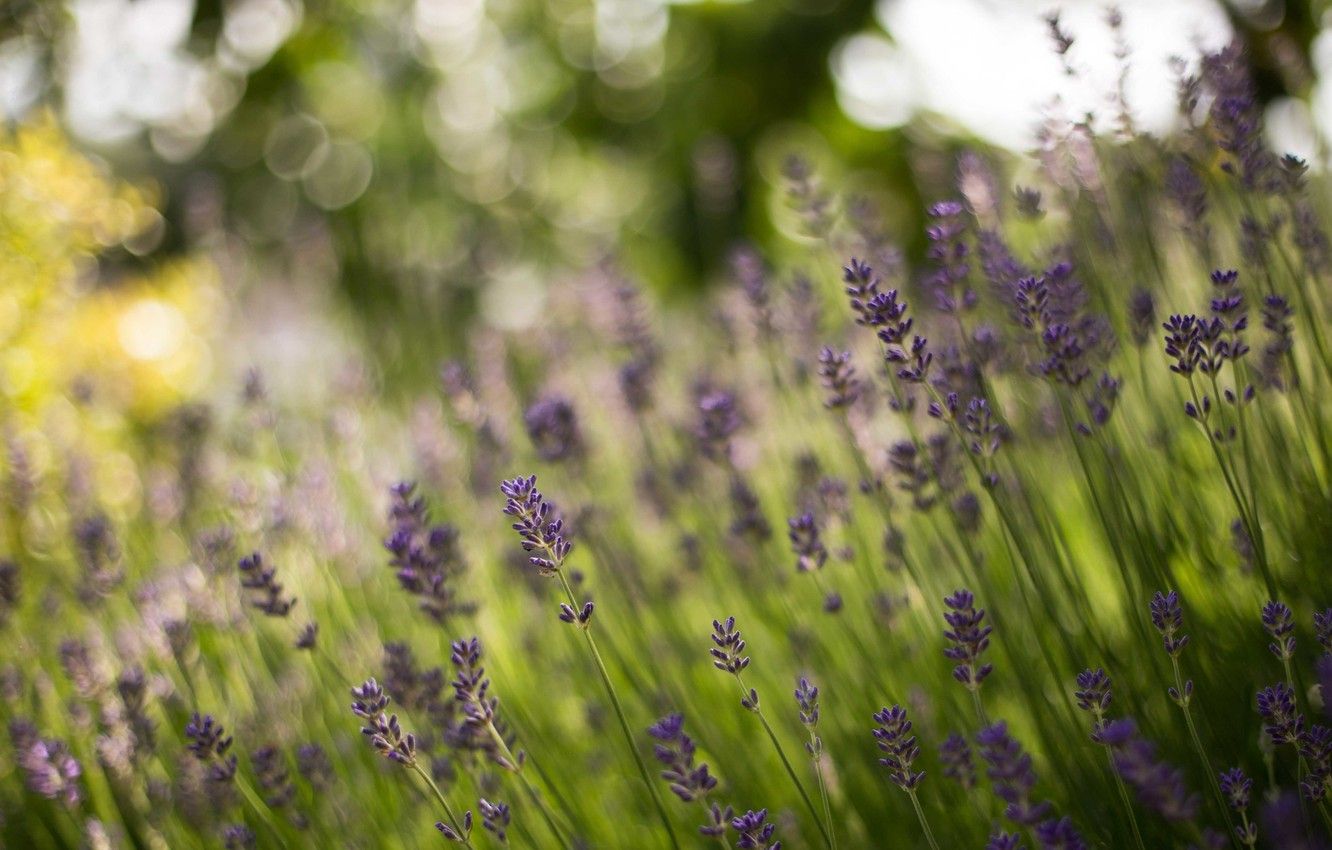 Wallpaper forest, stems, bokeh, lavender image for desktop