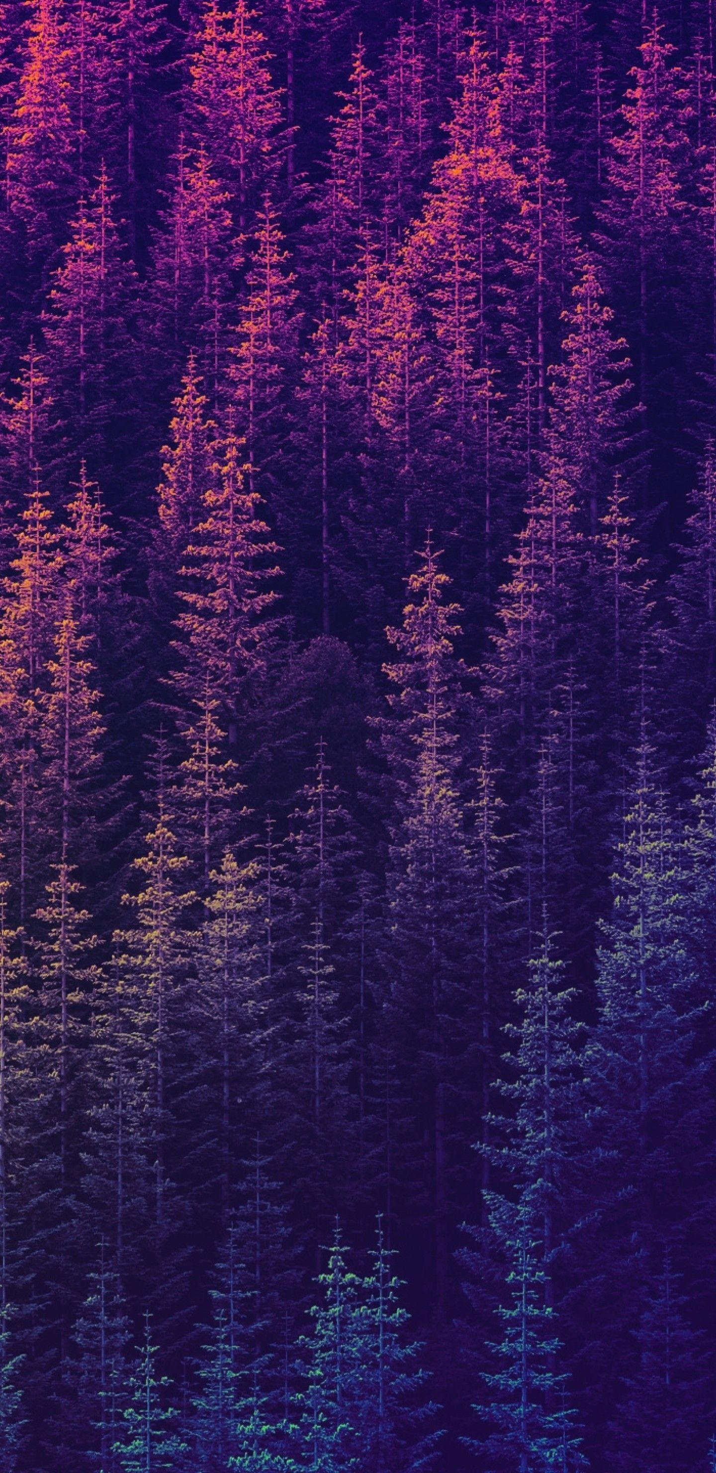 Download 1440x2960 Forest, Purple, Top View, Pattern Wallpaper