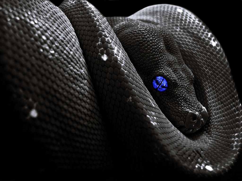 Free download Snake wallpaper by Shadow of Nemo [1024x768]