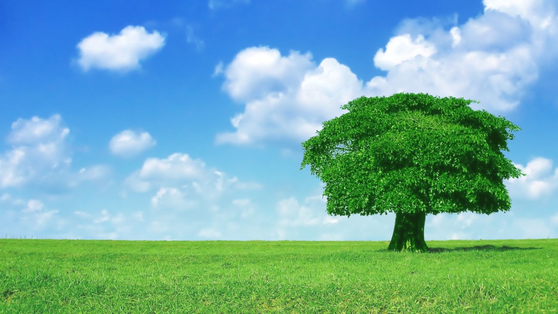 Free download download window xp cloud and tree wallpaper