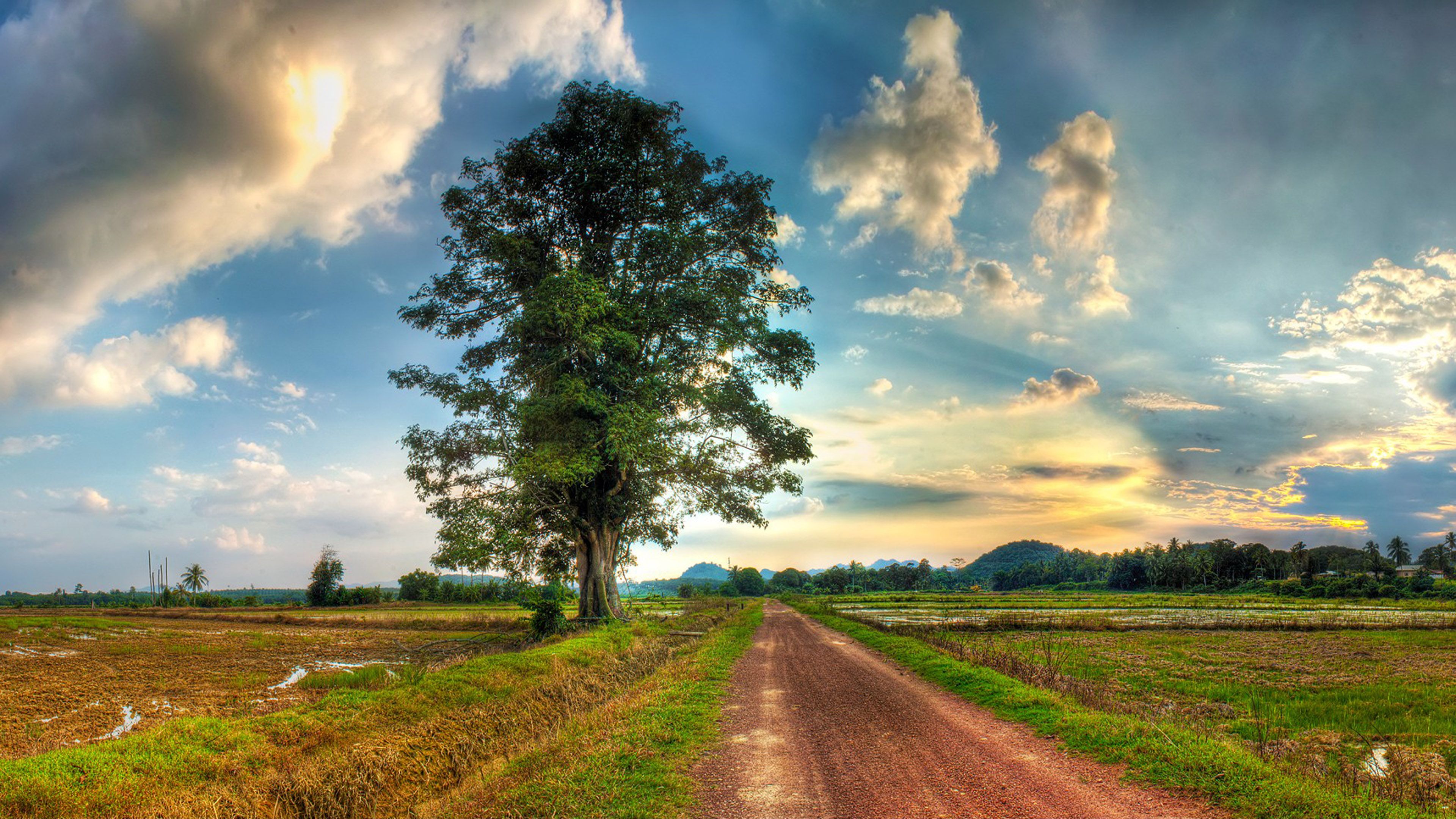 Country Road, Field, Lonely Tree Grass White Sky Cloud Destop