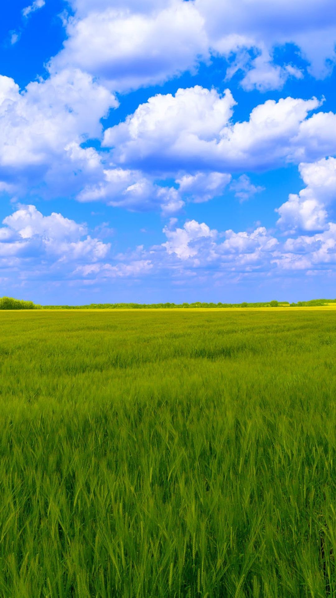 Blue sky, white clouds, green grass background. Green grass