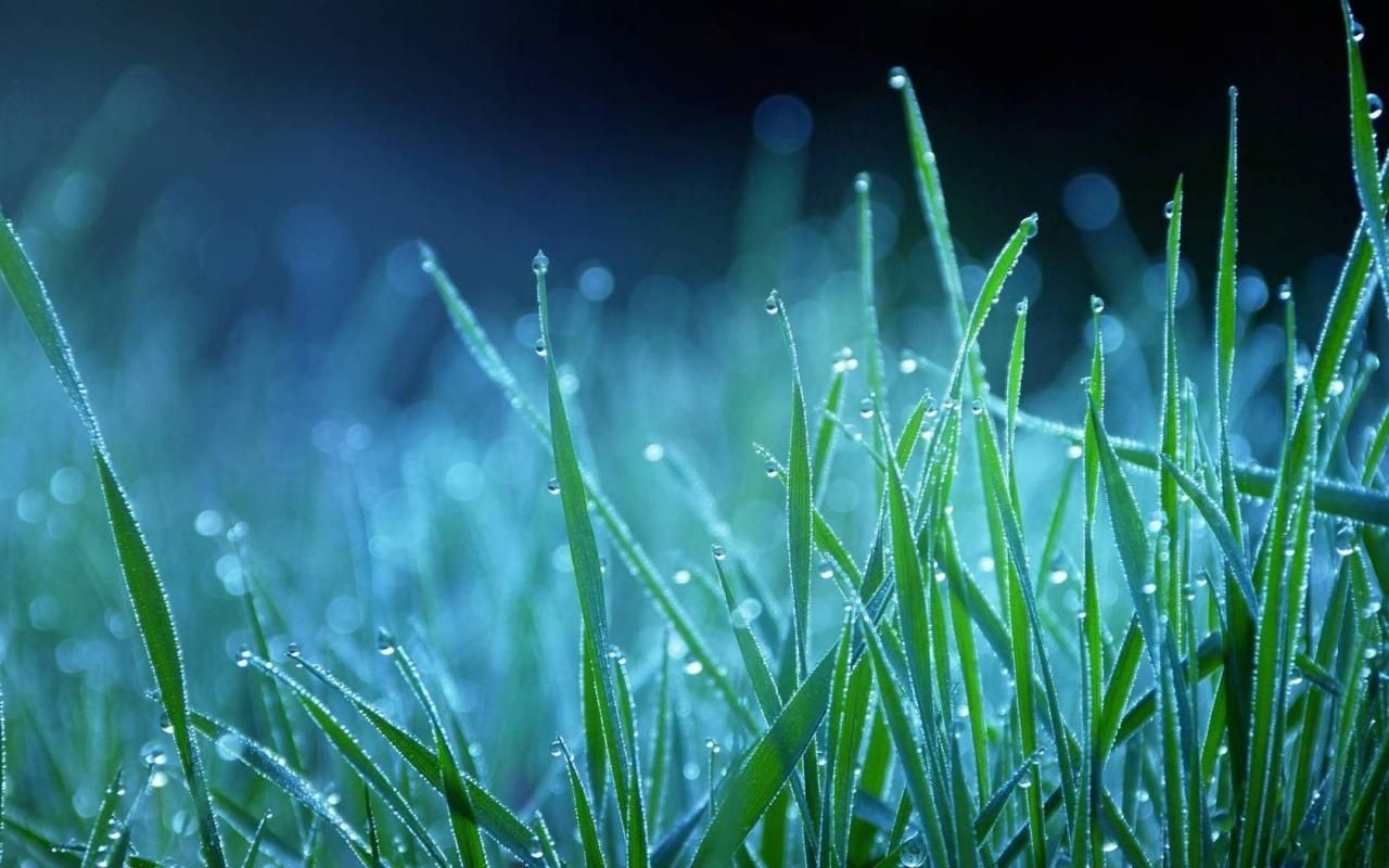 Winter_season_grass_on_water_drops 1280x800