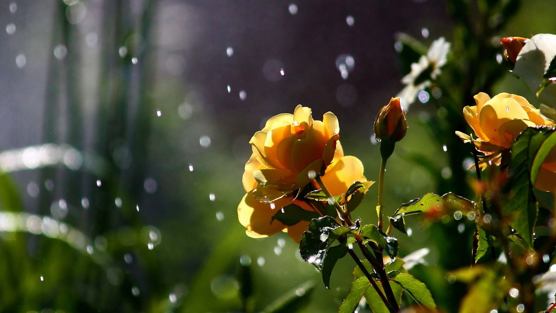 nature, Flowers, Petals, Plants, Garden, Rain, Drops, Sparkle
