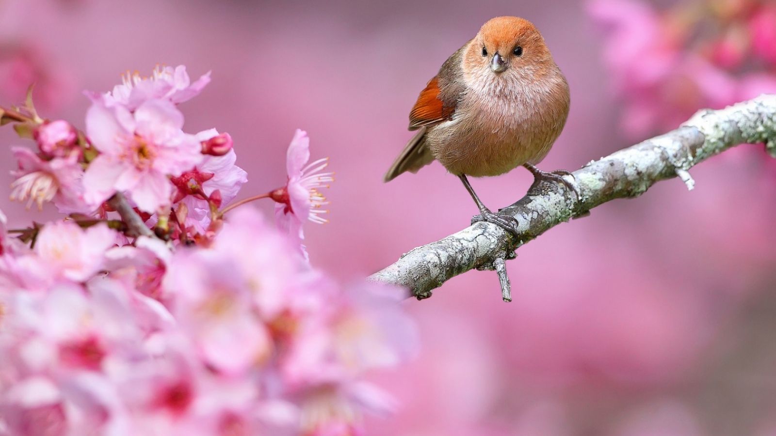 Free download Bird And Spring Flower wallpaper