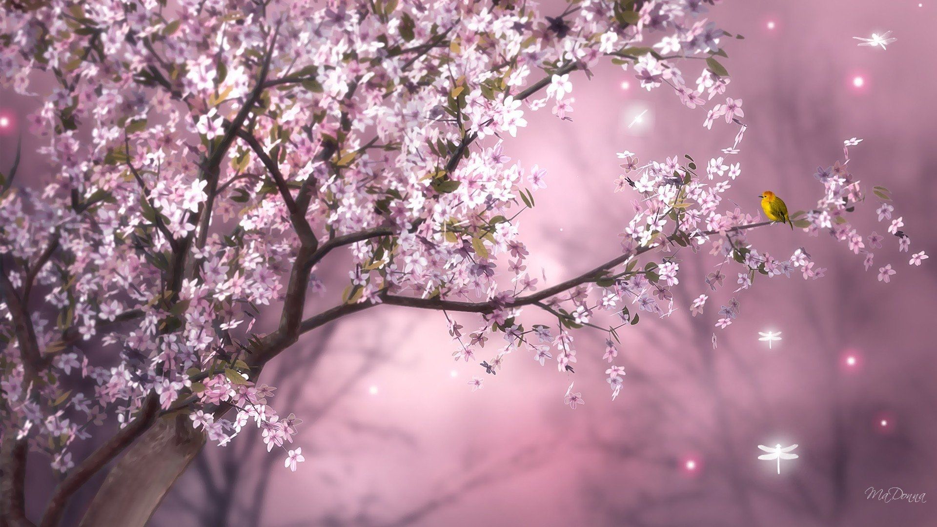 Bird on Cherry Tree Branch HD Wallpaper. Background Image