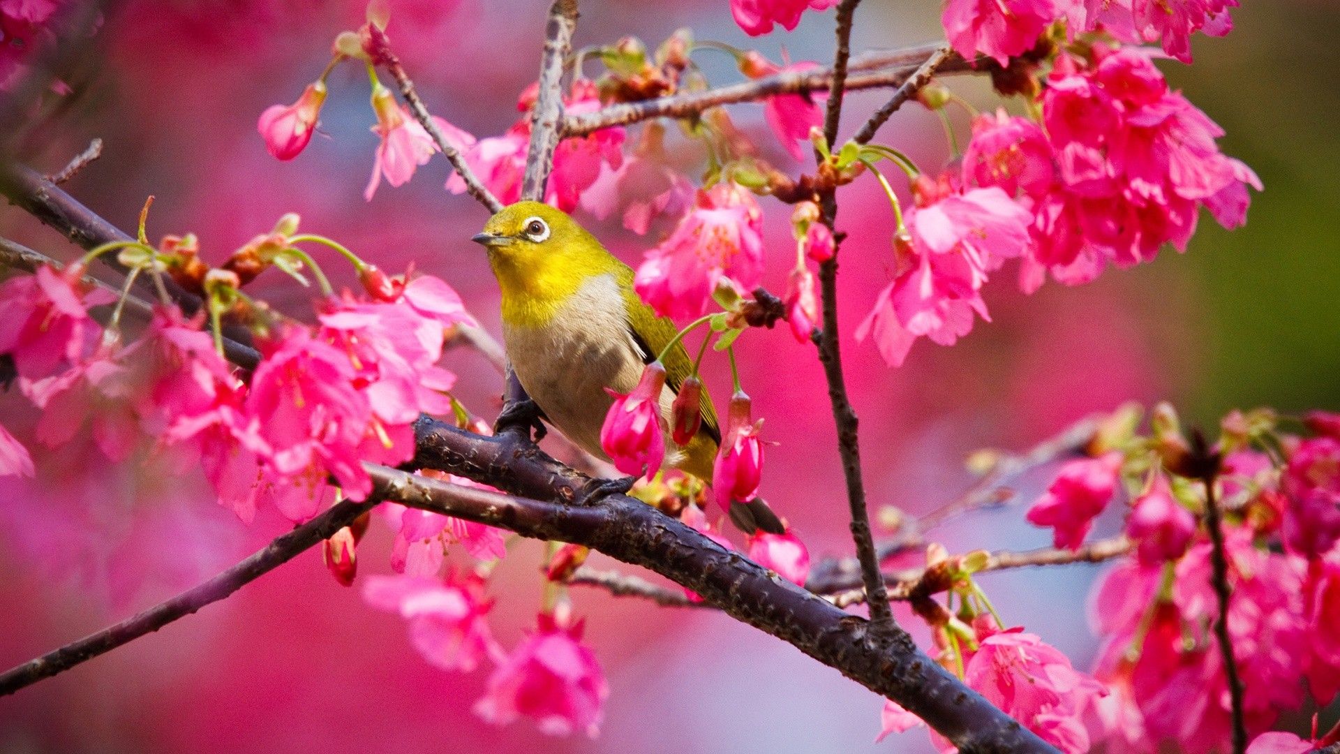 Spring Flowers And Bird