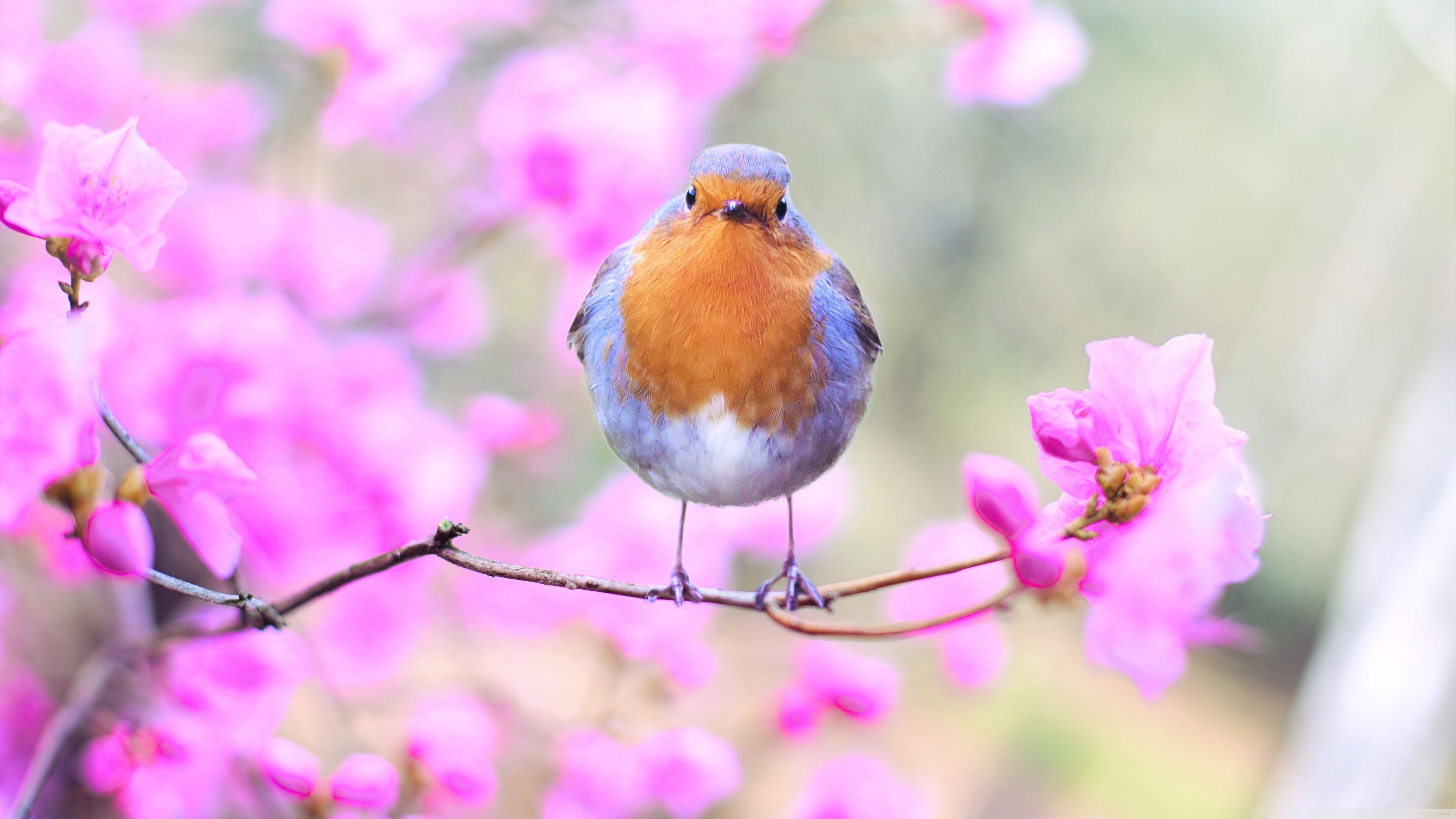Bird, Pink Flowers, Springtime Ultra HD Desktop Background