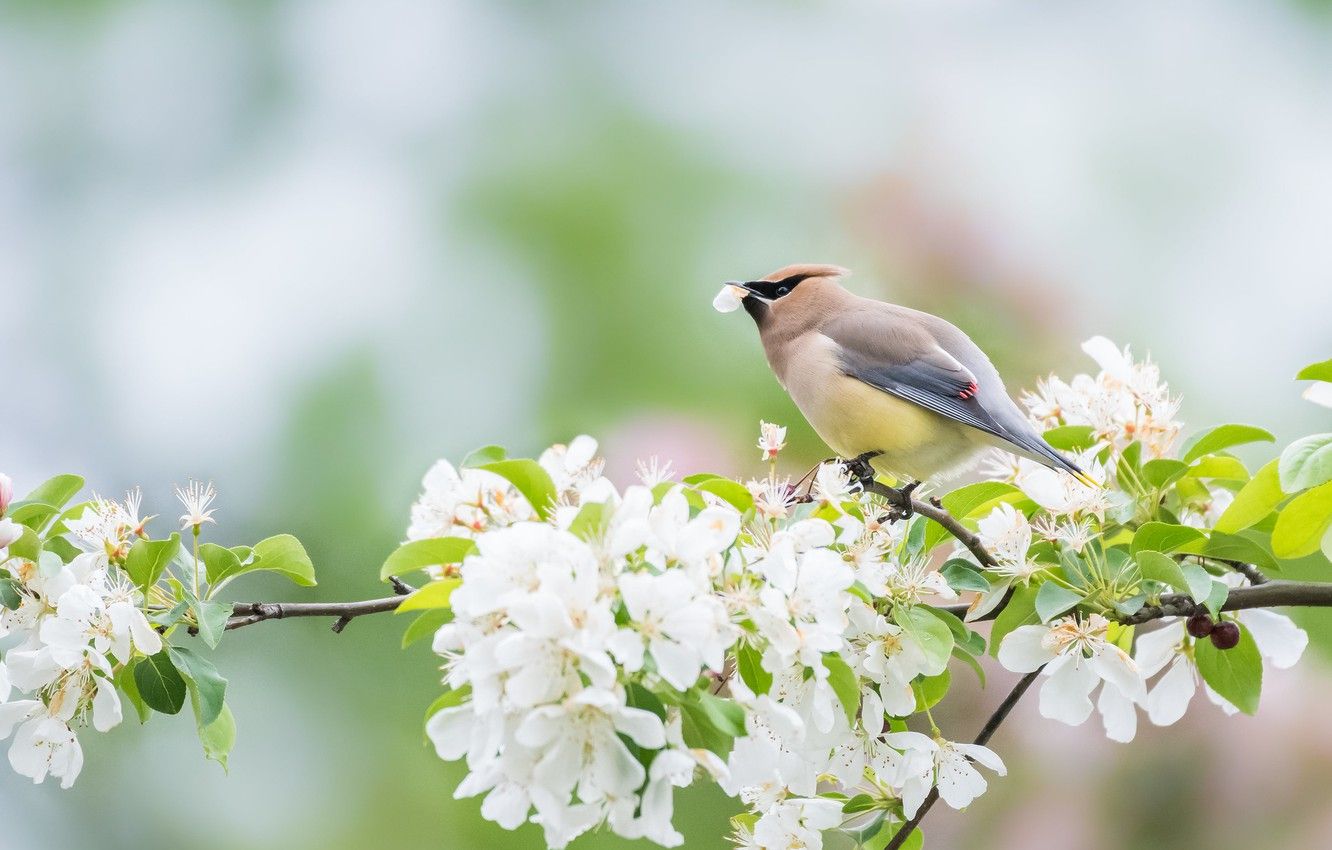 Spring Birds And Flowers Wallpapers - Wallpaper Cave