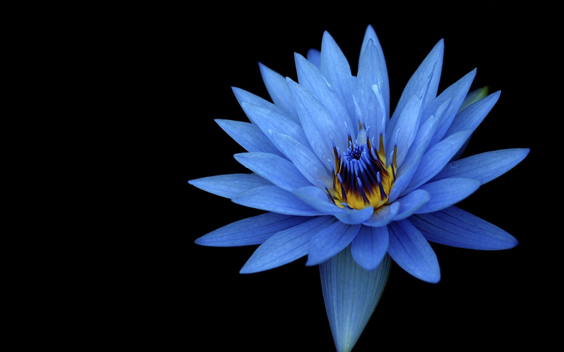 Sony Xperia Z Stock Blue Flower Wallpaper