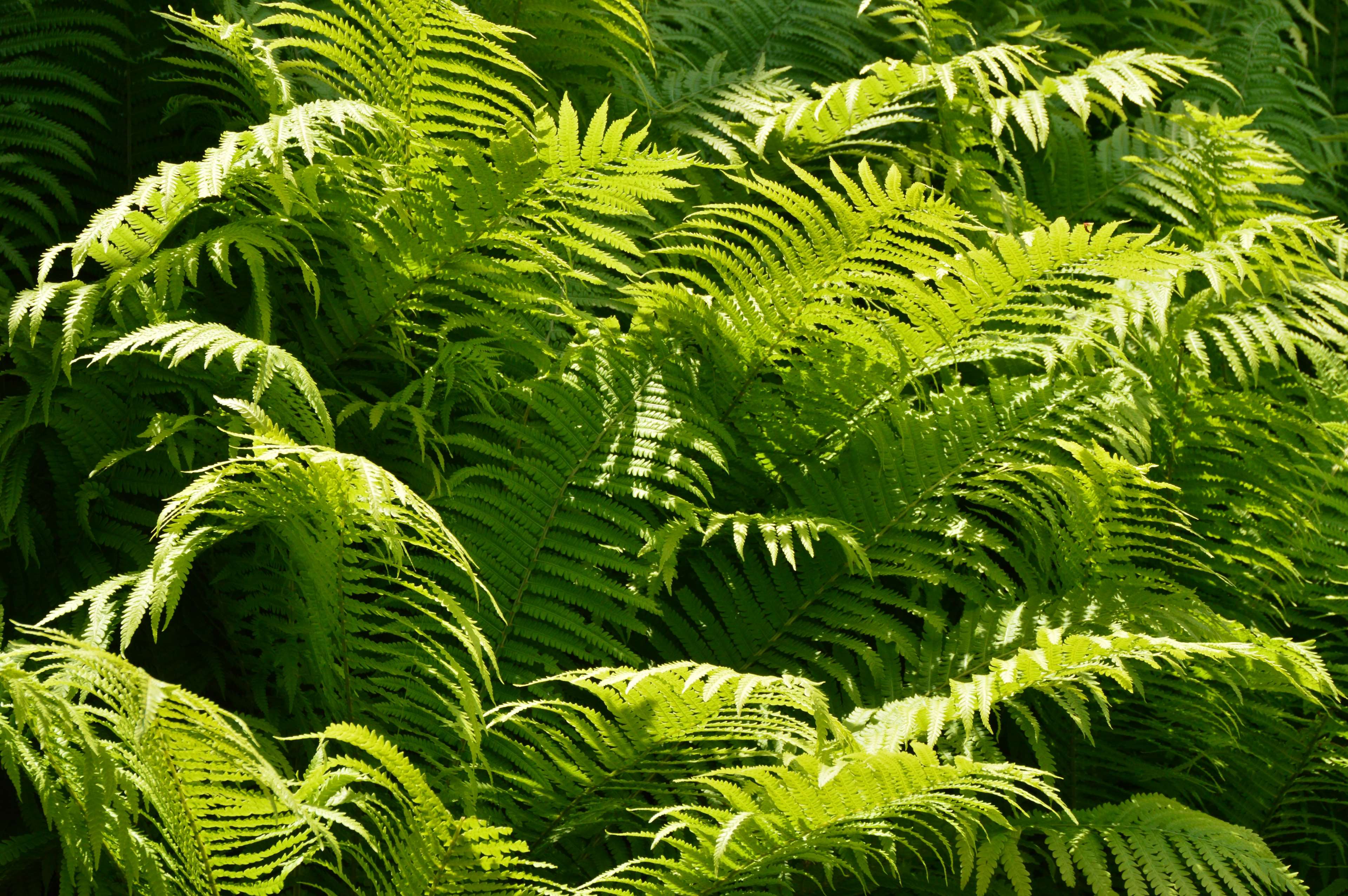 design, feng shui, ferns, fruitful, full, graphic, green stuff, growth, intense green, lush, lush green, material collection, powerful, sunbeam, zen 4k wallpaper HD Wallpaper