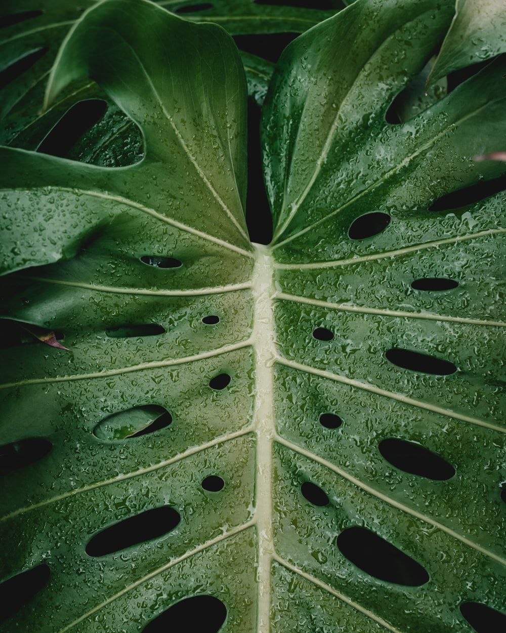 Monstera Deliciosa Wallpapers - Wallpaper Cave