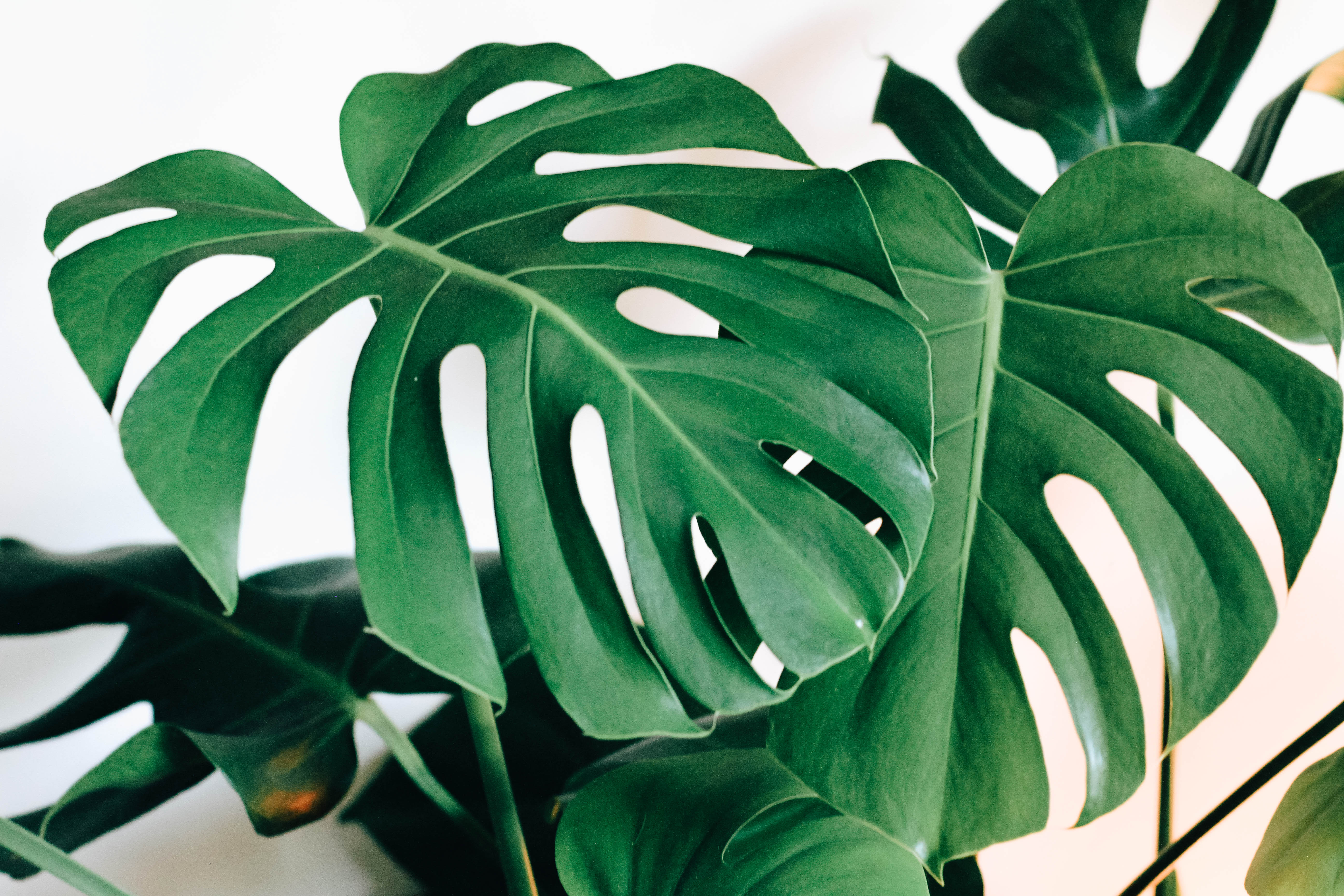 Monstera HD wallpapers  Pxfuel