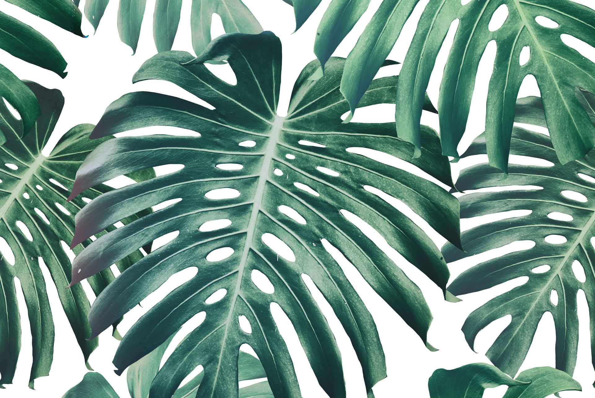 Monstera Deliciosa Wallpapers - Wallpaper Cave