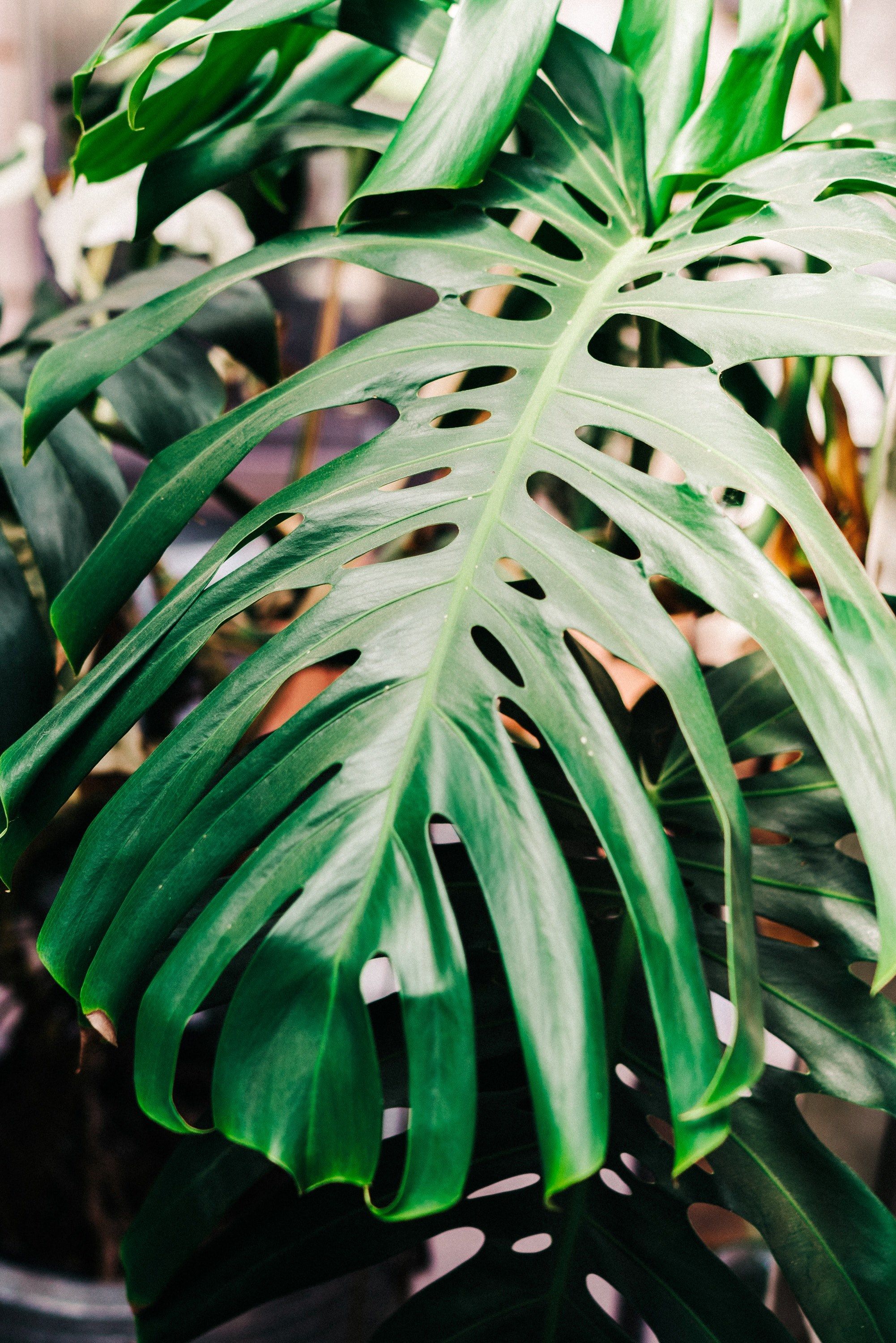 Monstera Deliciosa Wallpapers - Wallpaper Cave