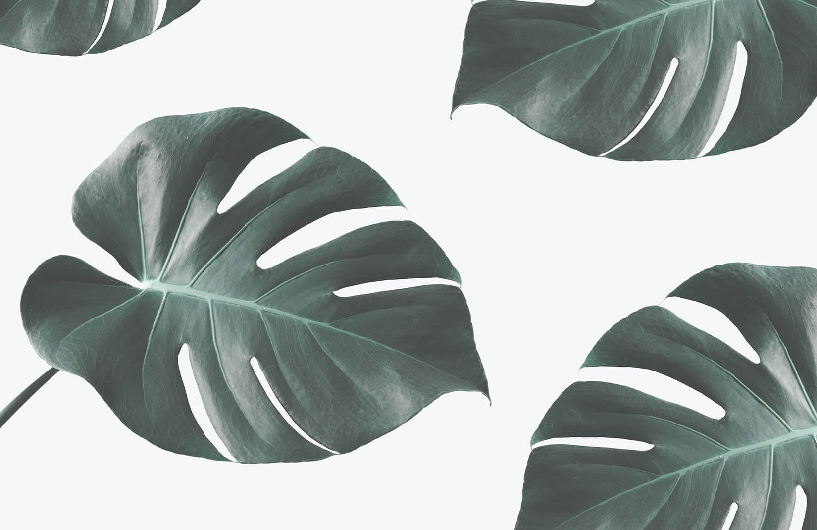 Дизайн с тропическими листьями